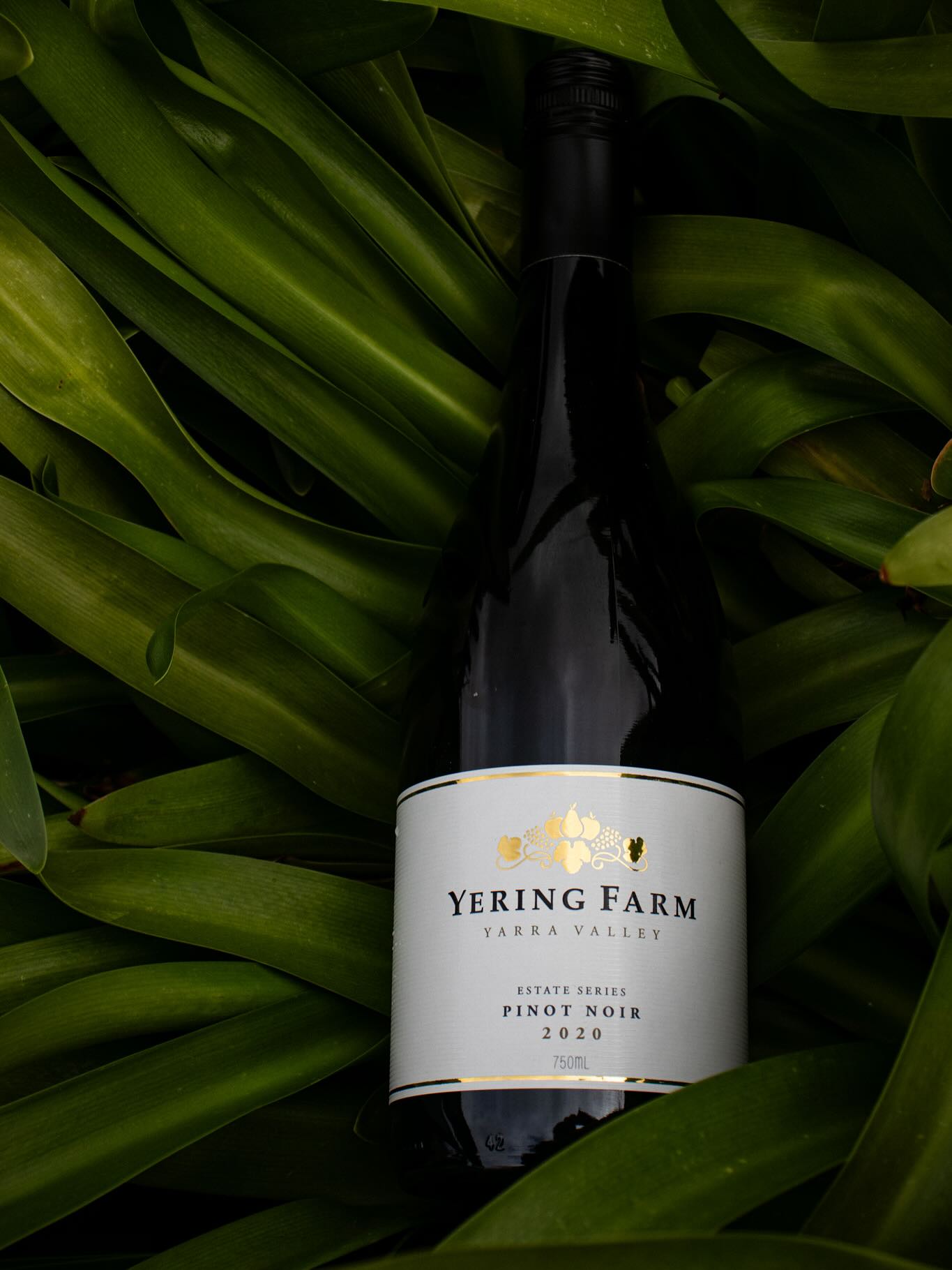 Weekly Wine Wisdom 🍷🍷🍷
Pinot Pinot Pinot Pinot Noir
A Yarra Valley taste palette I do have, so of course Pinot is my go-to! I drink a lot of Pinot. A lot…
Pinot Noir is one of the most delicate and temperamental grapes out there. The berries are small, with thin skins that are prone to damage, which makes them tricky to grow and even trickier to pick (so much fun for vineyard team).
The Yarra Valley’s cool climate is prime Pinot territory. The grape really thrives here, producing fresh, bright, and beautifully balanced wines with red fruit flavours like cherry, raspberry, and a little earthy spice.
And though it’s a lighter red, Pinot Noir has incredible depth. With time in bottle, it can develop complex notes of forest floor, mushroom, and even a little gamey funk. Total dream for lovers of subtlety and structure.
So yes. I drink a lot of Pinot. And I’m not sorry. 🍷😉
Shoutout to the PB King for my fav Pinot Noir song sorry insta didn’t have it for the post 😭 @bigwinerytours