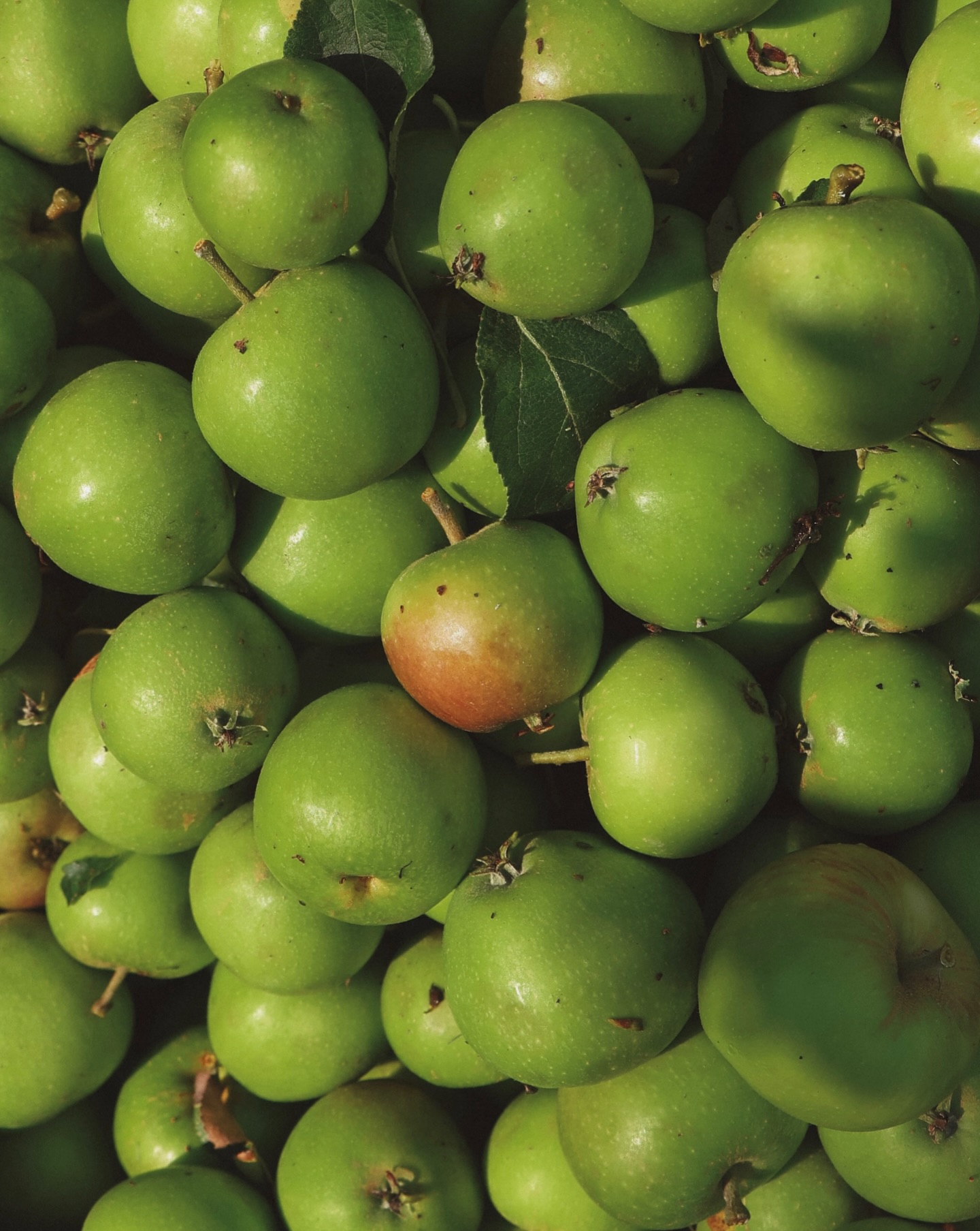 The Soft Archive | edition two.
Apples, apples, apples.
In crates, in buckets, tumbling from wheelbarrows - a quiet storm of fruit from the walled garden, thinned by careful hands.
Globe thistles caught the light like tiny suns on stems, while pineapple flowers leaned in with curious blooms.
There were the best kind of catch-ups - the kind where the time in between falls away.
The week closed in quiet hours. A book series finished. Cats curled into warm pockets of stillness. Pottering indoors while the wind moved things that didn’t want to be moved.