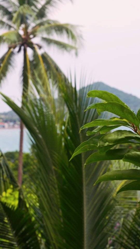 Nature is our studio 🌴🌊
Discover the beauty of the jungle surrounding @a.la.cigale, there is a lot of wildlife to be seen 🐤😸
📍Koh Tao, Thailand