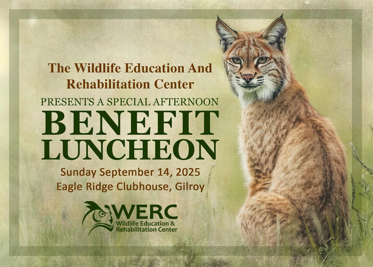 YOU’RE INVITED! Our annual luncheon benefit is on Sunday September 14th!
Purchase your tickets now ( LINK IN BIO ) to support the new Wildlife Education and Rehabilitation Center (WERC). After nearly three decades, WERC is excited to move into our new 5-acre facility. At this amazing event, we are excited to offer a selection of experiences and gifts to bid on which will help our goals to enhance our operations as a sanctuary for orphaned and injured wildlife, expand our hub for environmental education, and continue as a dedicated wildlife advocacy organization.
All proceeds will benefit the Wildlife Education and Rehabilitation Center 🦉
#werc #wildlife #fundraiser #moving #bayarea #owls #bobcats #opossums
