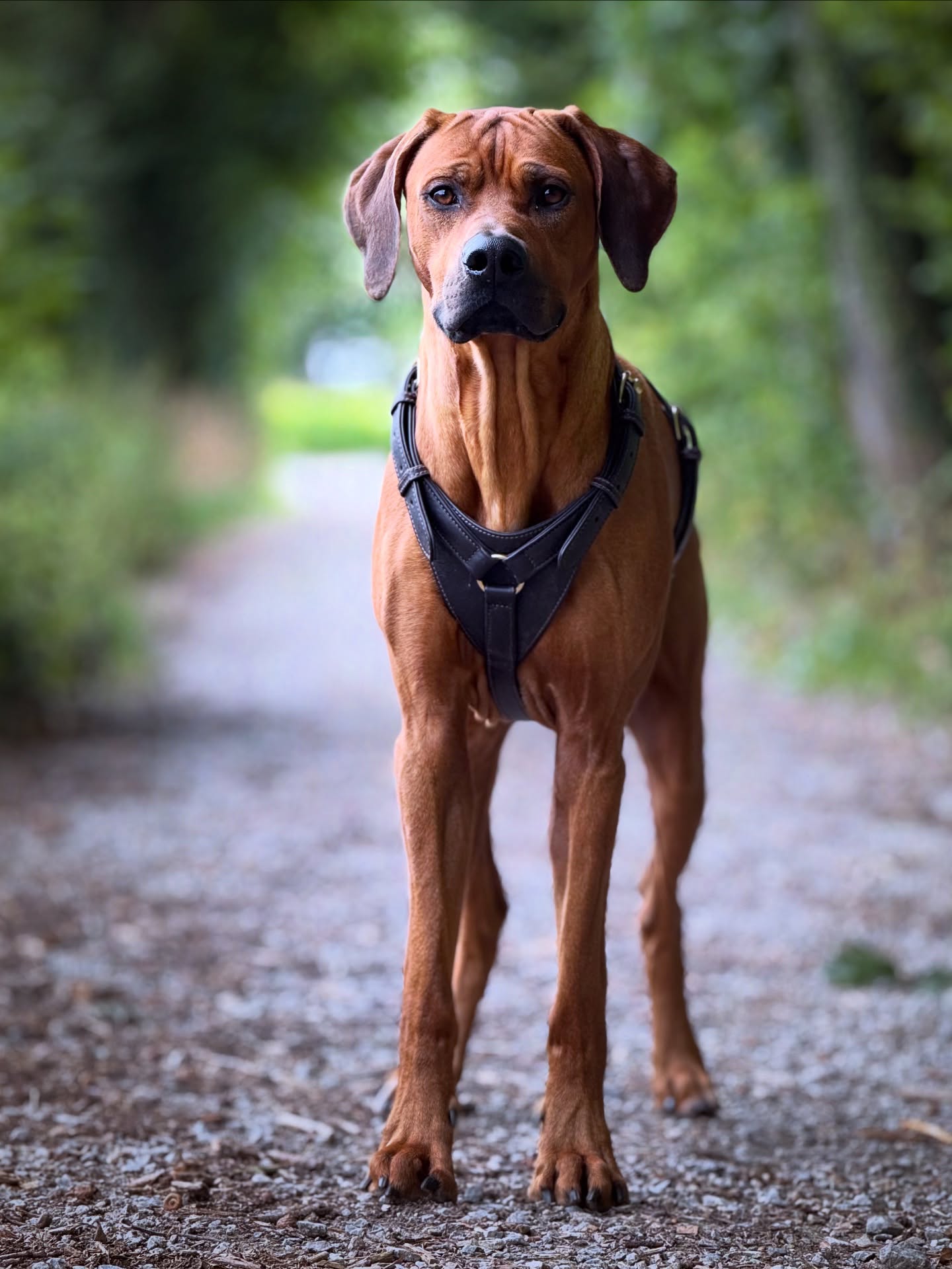 Mein kleiner Gladiator ♥️ Chance
.
#ilovemydog #rhodesianridgeback #ridgeback