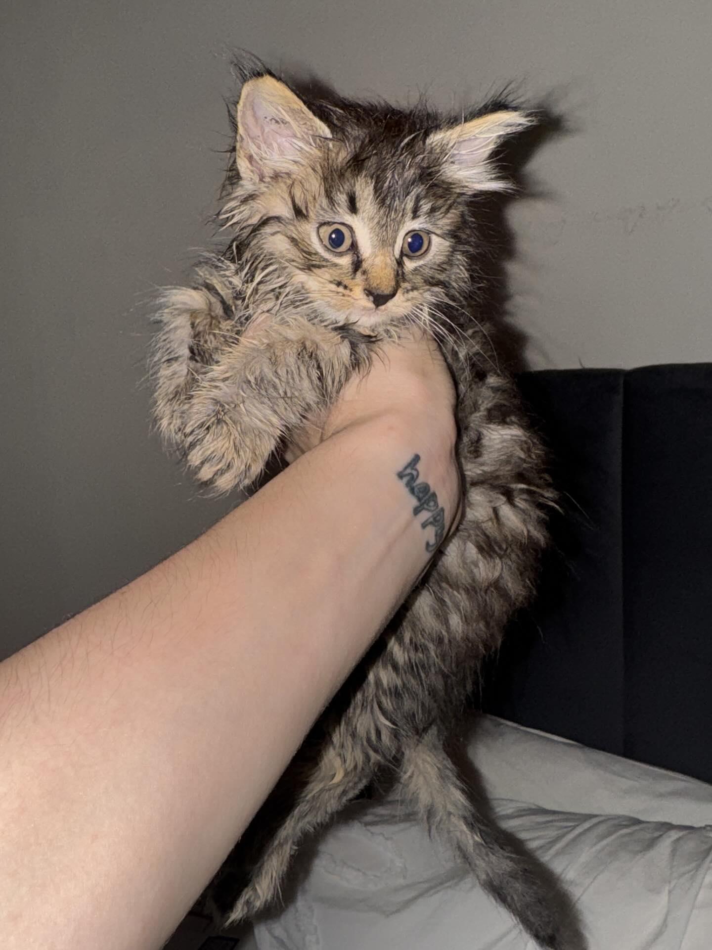 Swipe for the before picture of poor little Lemon who we’ve had in today🥺🍋