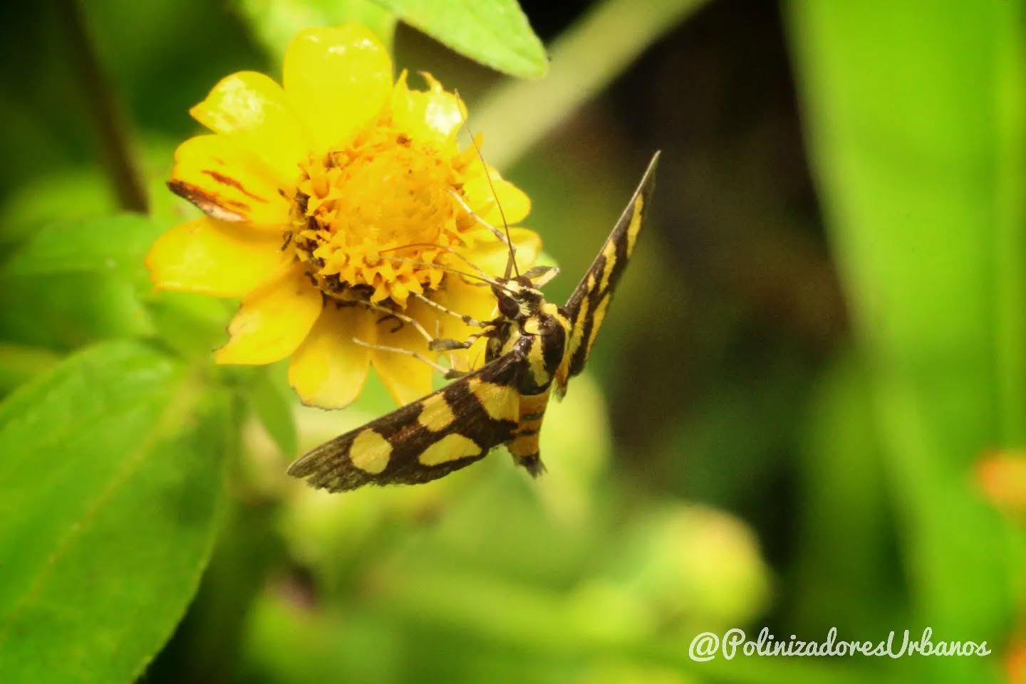 ¿Que bonita mariposa, no?
Les cuento que en realidad esta es una polilla, las primas olvidadas de las mariposas.
Muchos piensan en polillas y piensan en mala suerte, en supersticiones y generalmente desagrado pero en realidad son polinizadores geniales y muy infravalorados, les presento a 𝑺𝒚𝒏𝒈𝒂𝒎𝒊𝒂 𝒇𝒍𝒐𝒓𝒆𝒍𝒍𝒂 la polilla de las flores.
#polinizadoresurbanos
#polinizadores
#polillas
#educacionambiental #Biodiversidad