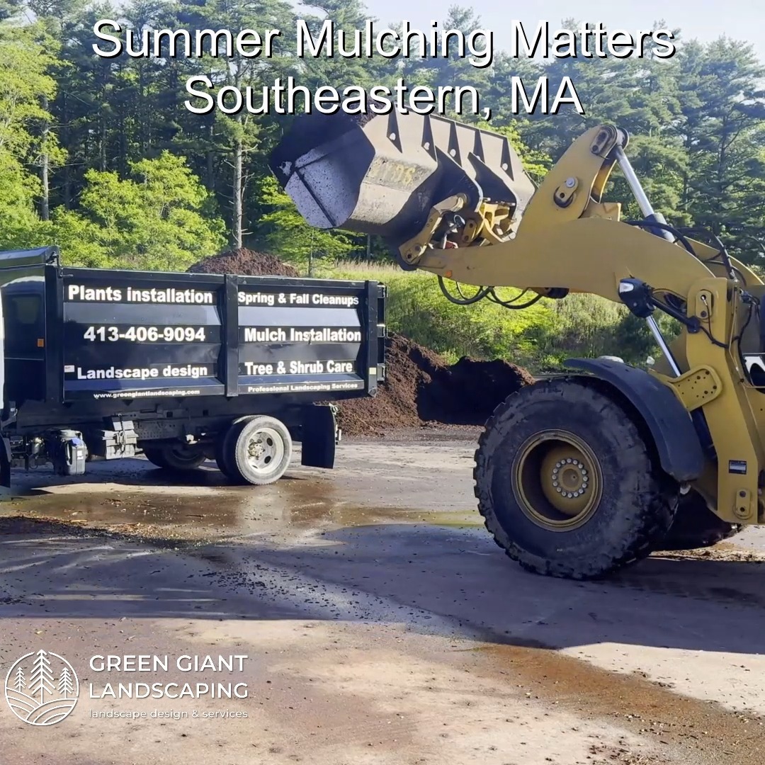 Why Summer Mulching Matters for Your Garden and Beds.
Green Giant Landscaping,
Southeastern, MA.
Call now for your free quote!
Land clearing
Planting
Tree and shrub care
Seasonal cleanups
Old overgrown shrubs removal
Mulch installation
Garden maintenance
Weed barrier fabric
Bobcat services
Professional Landscape Design.
https://www.greengiantlandscaping.com/post/why-summer-mulching-matters-for-your-garden-and-beds
Phone:
+1 413-406-9094
#landscaping #landscapedesign #gardening #gardendesign #landscaper #landscapearchitecture #treeandshrubtrimming #mulch #Massachusetts #southshore #newton #boston #hingham #marshfield #scituate #NewtonMA #scituatema #milton #canton #wellesleyma #SpringCleaning #shrubtrimming #shrubcare #plantingdesign #gardentransformation #springcleanup #mulching #cobblestone #cobblestoneedging