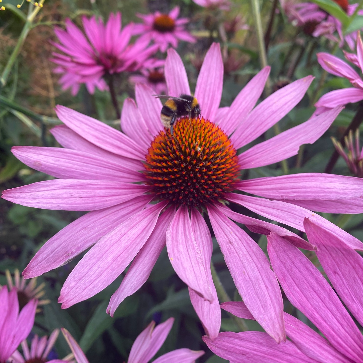 🌸 Plant of the Month: Echinacea purpurea ‘Magnus’ 🌸
One of my go-to perennials for late-summer structure and colour. The bold, rose-pink petals and coppery cones hold beautifully and attract bees and butterflies. Tough, low-maintenance, and perfect for both naturalistic and contemporary planting schemes. 🌿
#GardenDesign #PlantOfTheMonth #EchinaceaMagnus #PollinatorFriendly #PerennialFavourites #GardenInspiration #LandscapeDesign #LateSummerColour