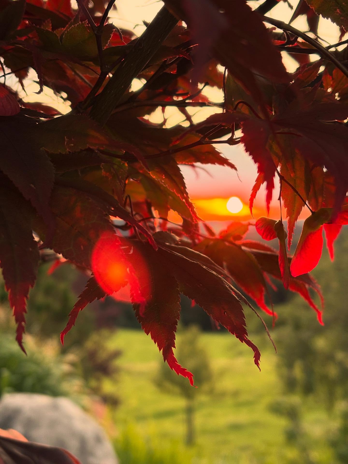 Guten Morgen liebe Welt… wenn Eiding von der Morgensonne geweckt wird 🧡🌞
#morgens #morgen #sonnenaufgang #sunset #frühmorgens #stille #gutenmorgen #guterstart #eiding #samerberg #chiemseealpenland #urlaub #urlaubimchiemgau #ferien #ferienwohnung #urlaubaufdembauernhof #wanderhöfesamerberg #servussamerberg #weissnhof #weissnhof_samerberg