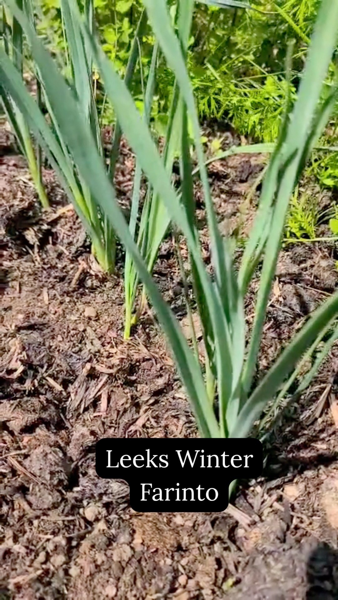 Let's see what's growing in the allotment... 👀 #allotmentuk #allotmentlife #allotmentsofinstagram #gyo #growyourown #growyourownfood