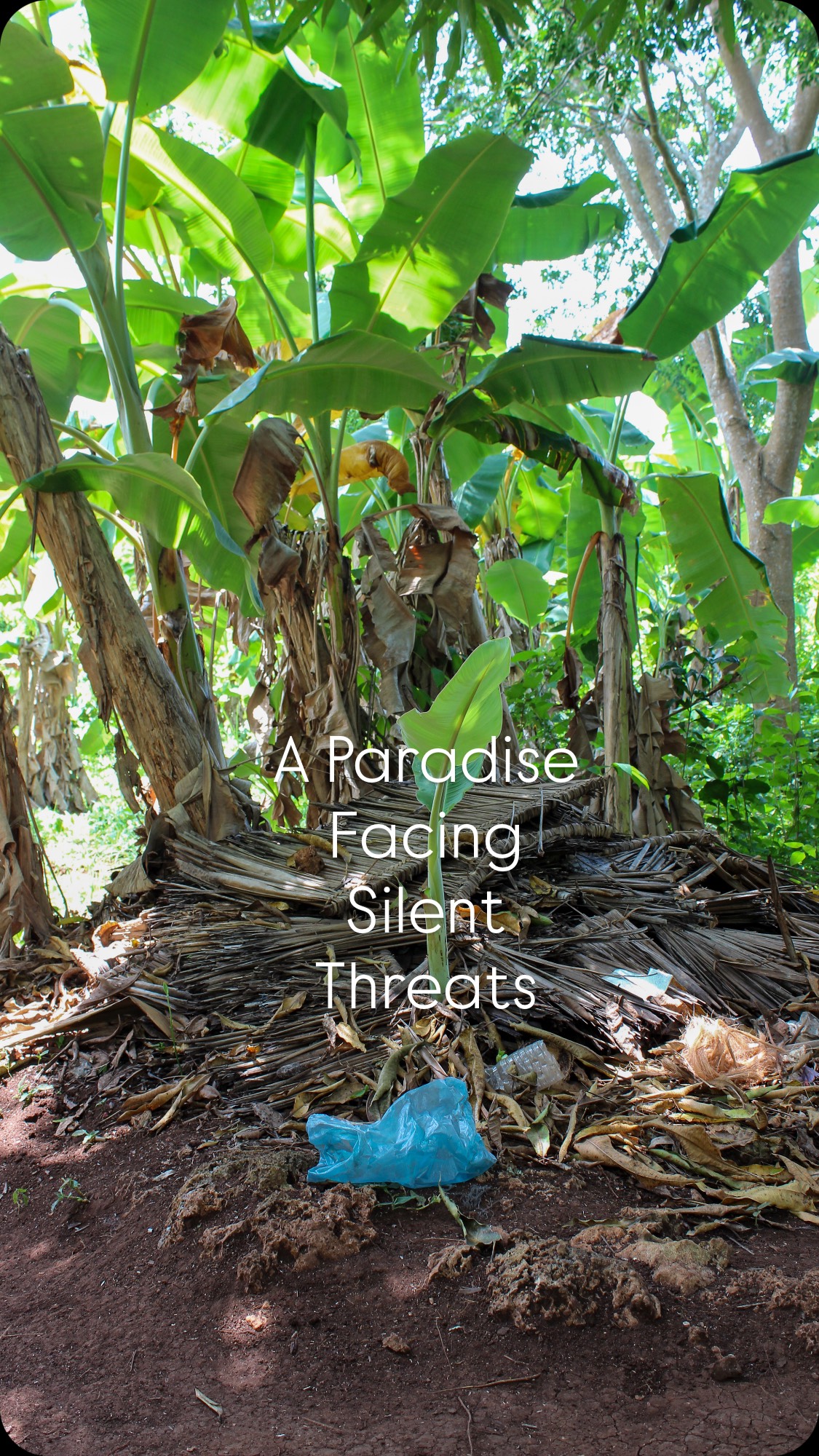 Zanzibar is known for its turquoise waters, white sand and exotic spices.
But behind the beauty lie silent challenges: growing plastic polution, limited access to hygiene and gaps in education.
This video takes you into the work of ZEHO. From waste collection, environmental conservation, health education and support for orphanages - we work hand in hand with local communities to build a greener and healthier future 🌱🌊