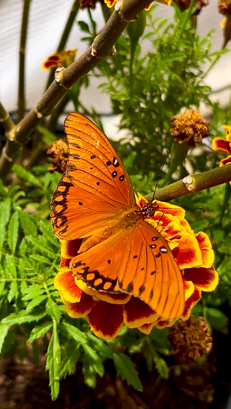 🦋 Meet the Gulf Fritillary — a striking orange butterfly often seen fluttering around passionflower vines. With its bright wings and silver-spotted underside, it’s one of the easiest butterflies to recognize in the garden. 🌿
This species isn’t a true fritillary — despite the name — and belongs to a tropical group called Heliconiini. Its caterpillars feed exclusively on passionflower leaves, making this plant essential for attracting and supporting them. 🐛
Plant passionflower, and you just might spot this beautiful visitor dancing through your yard.
#GulfFritillary #ButterflyGarden #Blackborg #PollinatorFriendly #BackyardWildlife #ButterflyFacts #NativeGardening #ButterflyEducation #PassionflowerPlant #ButterflyReel