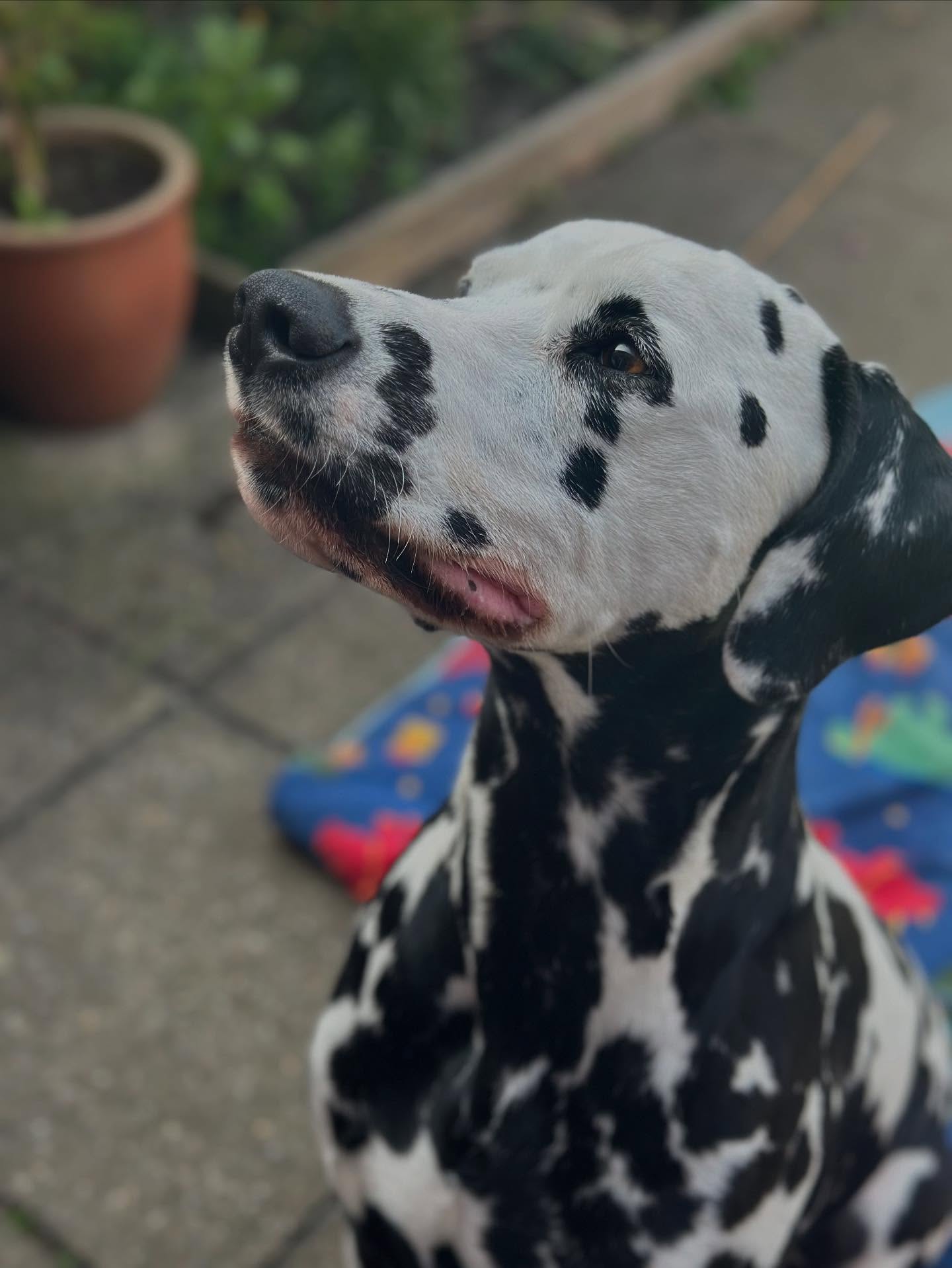 Meet Lovely Lupin 🍃
This sweet boy has recovered amazingly from an injury to his neck, and is now signed off from rehab!
Lupin is a sensitive soul so we take everything at his pace, he has learned to tolerate his treatment really well!
Lupin will now be continuing some maintenance check-ins through the year to iron out any tension he may build up from his fun adventures! 🐾