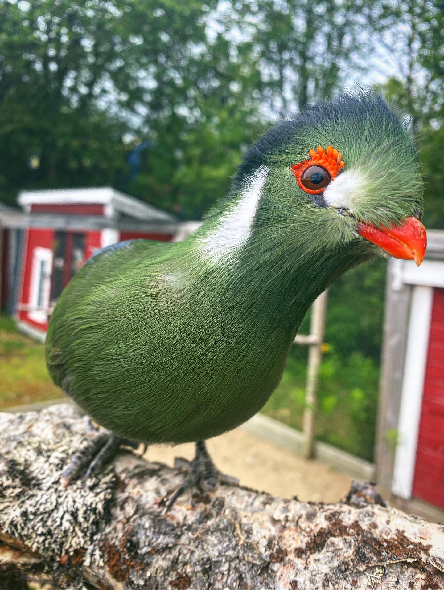 Har du møtt en turaco før?🦜🌿
Det har du kanskje ikke – men her på Snyfjellet Gård kan du møte denne vakre og nysgjerrige fuglen på nært hold!💚
Turacoen er kjent for sine dype grønnfarger, livlige øyne og hoppende bevegelser i trærne. Visste du at den egentlig ikke flyr så mye, men hopper og klatrer rundt som en liten akrobat i løvverket?
Hos oss har turacoen funnet seg godt til rette – og vi tror du også kommer til å gjøre det ☀️✨
🗓️ Åpent tirsdag til søndag kl. 13:00–16:00!
Perfekt for barnefamilier, dyreelskere og alle som vil oppleve noe litt utenom det vanlige. Kom og hilse på både kjente og eksotiske dyr i nydelige omgivelser 🐐🐢🐔
📍Velkommen til Snyfjellet Gård – små opplevelser med stort inntrykk!
#SnyfjelletGård #Turaco #DyreparkINord #Familieopplevelse #OpplevNorge #VisitTroms #DyreparkerINorge #BarnasFavoritt #FjærkleddVenner #AnimalEncounters #BirdsofInstagram #NaturOgDyr #NorgeIDittHjerte #Dyreglede #CuteBirds #VisitSenja #Snyfjellet2025