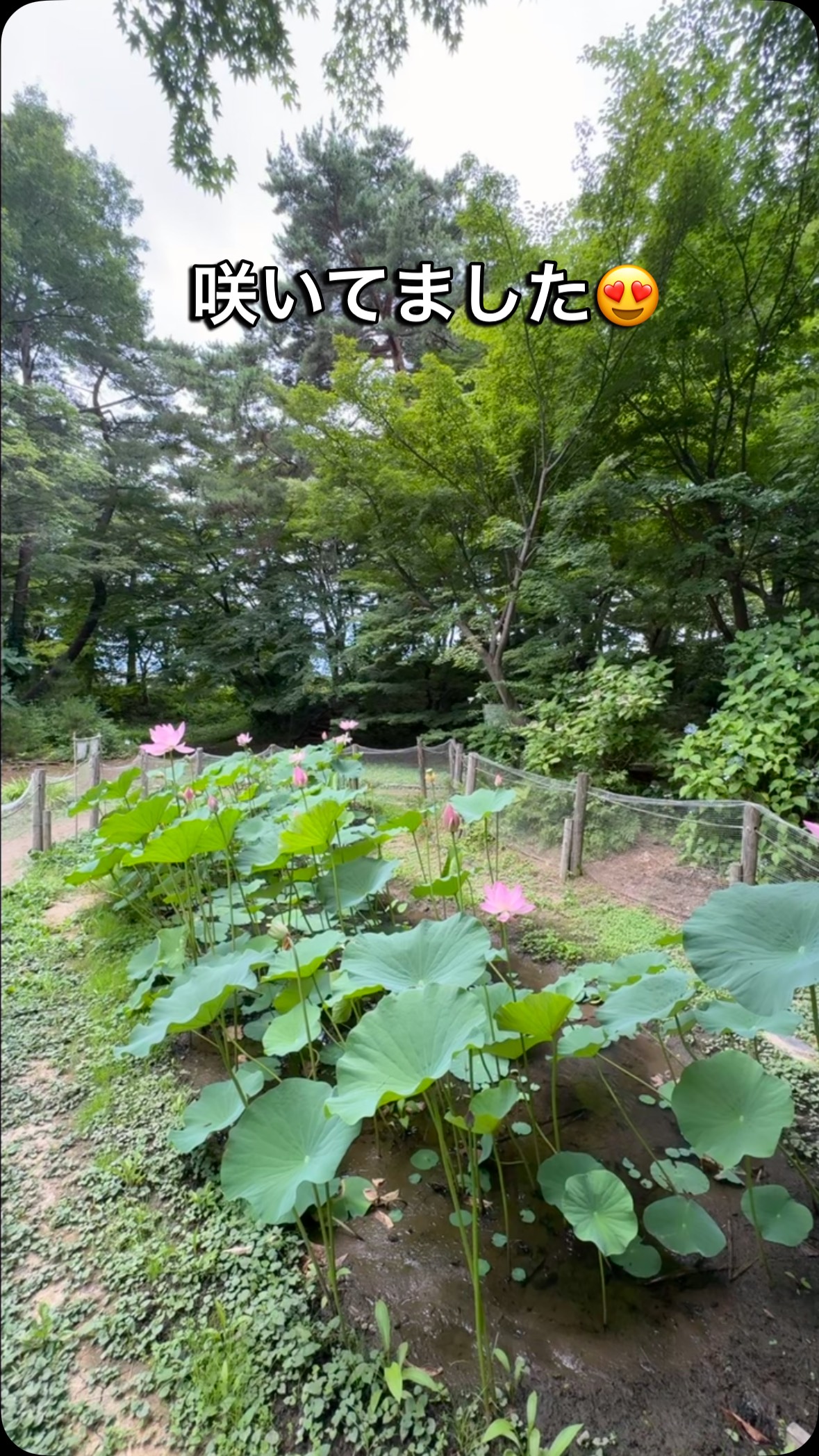 #蓮 #レインボーハス園 #生出 #生前整理 #ハウスクリーニング #ハウスクリーニング #八幡平市 #盛岡市 #双頭蓮 #遺品整理弘光 #一ノ倉邸