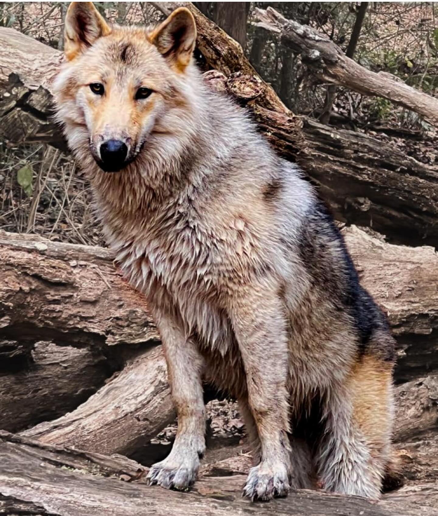 Did you know in Chiply Fl @seacrestwolfpack you can have a once in a lifetime opportunity to be in the presence of Wolves🐺 WE WILL HAVE TO VISIT AND INTERVIEW TO SHARE MORE. If you’ve been - share your experience. Or any other locations you’d like more info on NWFL. Founded by Wayne & Cynthia Watkins in 1999, Seacrest Wolf Preserve, Inc. is a 501(c)3 non-profit organization dedicated to wolf and wildlife conservation. What began as a small rescue effort has now grown to a large preserve focused on education, which is home to 22 wolves (Gray Wolves, Arctic-Type Wolves, and British Columbian Wolves) and a variety of small native species, including a coyote, foxes, raccoons, skunks and foxes.
Seacrest Wolf Preserve is deeply committed to the preservation of America’s wild heritage and our planet through our educational programs. Seacrest offers a rare, hands-on learning experience with the Seacrest Wolf Ambassadors and small animals, which fosters a greater understanding and respect for the natural world. Through the educational programs at Seacrest, we teach people about wolves, create awareness of the importance of wolves to their ecosystems and dispel the myths that have been associated with this keystone species for far too long.
The true value of our educational programs lies in the hands-on experience our visitors have with the Seacrest Wolf Ambassadors. Seacrest currently has over a dozen Ambassador Wolves that work along side our education team to help teach the public about their species and their vital role in the environment. Our Wolf Ambassadors form personal connections with all our visitors, from all walks of life, causing them to learn about and reflect on their own relationships with nature. Our wolves have inspired and captured the hearts of all of our visitors, causing them to become proactive in wolf and wildlife conservation. #thingstodonwfl #thingstodonearpensacola #emeralcoastlife