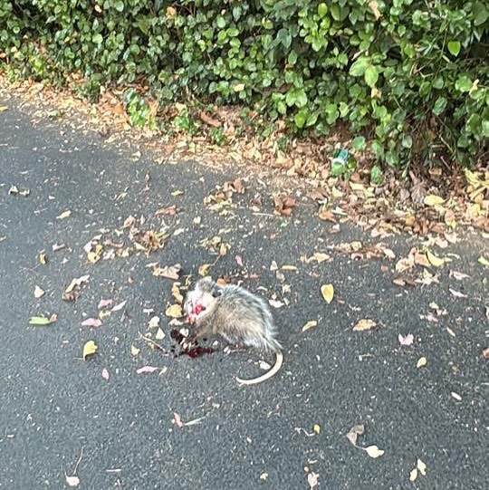 A life was saved last week, thanks to the quick thinking and selfless dedication of WERC staff and volunteers, who joined forces with Dr. Colbert and her team at Live Oak Veterinary Clinic to rescue an opossum attacked by a dog. This inspiring story of rescue and recovery is a testament to the power of compassion and collaboration.
Costs incur quickly when live saving surgery is needed. We would be so grateful for anyone willing to donate the to the recovery of this patient. Any and all amounts help, please click the link in our bio♥️
A HUGE shoutout to our amazing vet, Dr. Colbert, and her vet technician, Trish, for donating their valuable time for this procedure. Also to Live Oak Veterinary Clinic because without a clinic, this surgery would not have been a possibility!
#southbay #bayarea #werc #opossum #wildlife #wildliferescue
