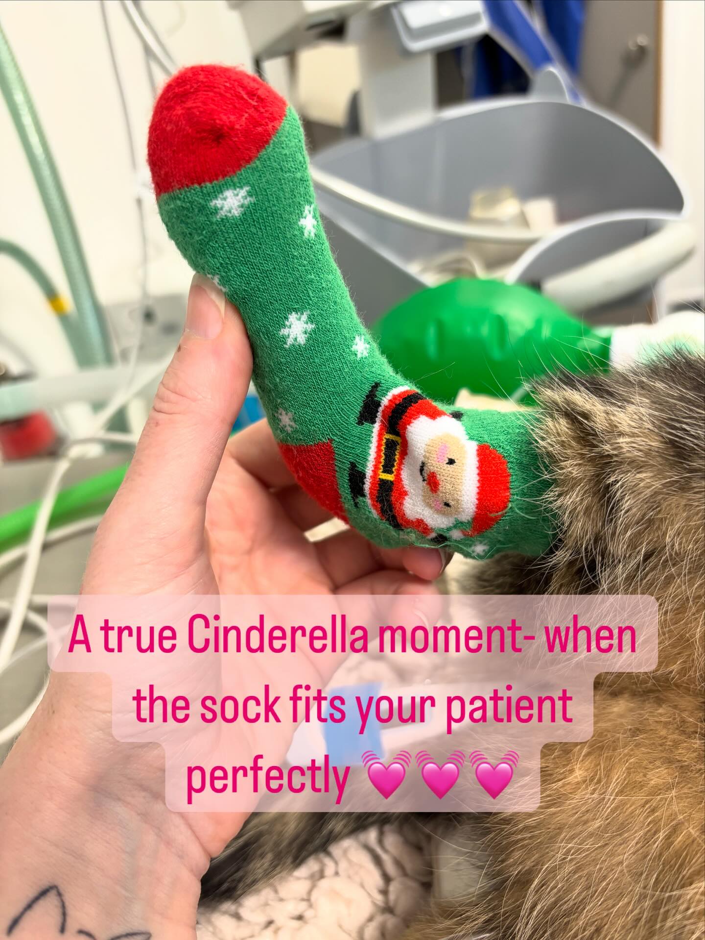 A true Cinderella moment happened for us this week- we chose the socks to keep our little feline patient cosy warm under anaesthesia- and it fit PURRFECTLY- we were all very excited…. Maybe we need to get out more 😅