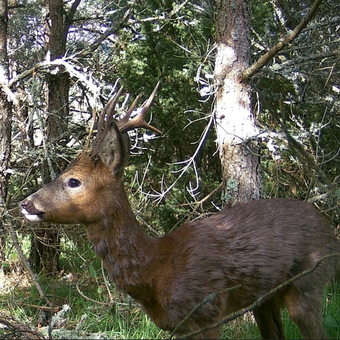 🦌 Les chevreuils : élégants... enfin, la plupart du temps !
Toujours attentifs, les chevreuils traversent notre terrain avec grâce et légèreté.
Un instant de calme suspendu entre deux foulées…
Mais bon… pas toujours 😅
Grâce à nos caméras, on les surprend dans tous leurs états, y-inclus les moins photogéniques!
#WildlifeWeek #Nature #VieSauvage #CameraTrap #WildlifePhotography #FauneSauvage #NatureLovers #Ecotourism #Biodiversité #WildlifeEncounters #NatureProche #AnimauxSauvages #IntoTheWild #ForêtVivante #FauneLocale #EcoTravel #WildBeauty #RencontresSauvages #France #Lanarce #Ardèche #MontageArdéchoise #Roedeer #Chevreuil #CapreolusCapreolus
