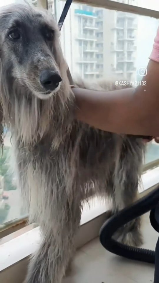 Afgan hound grooming