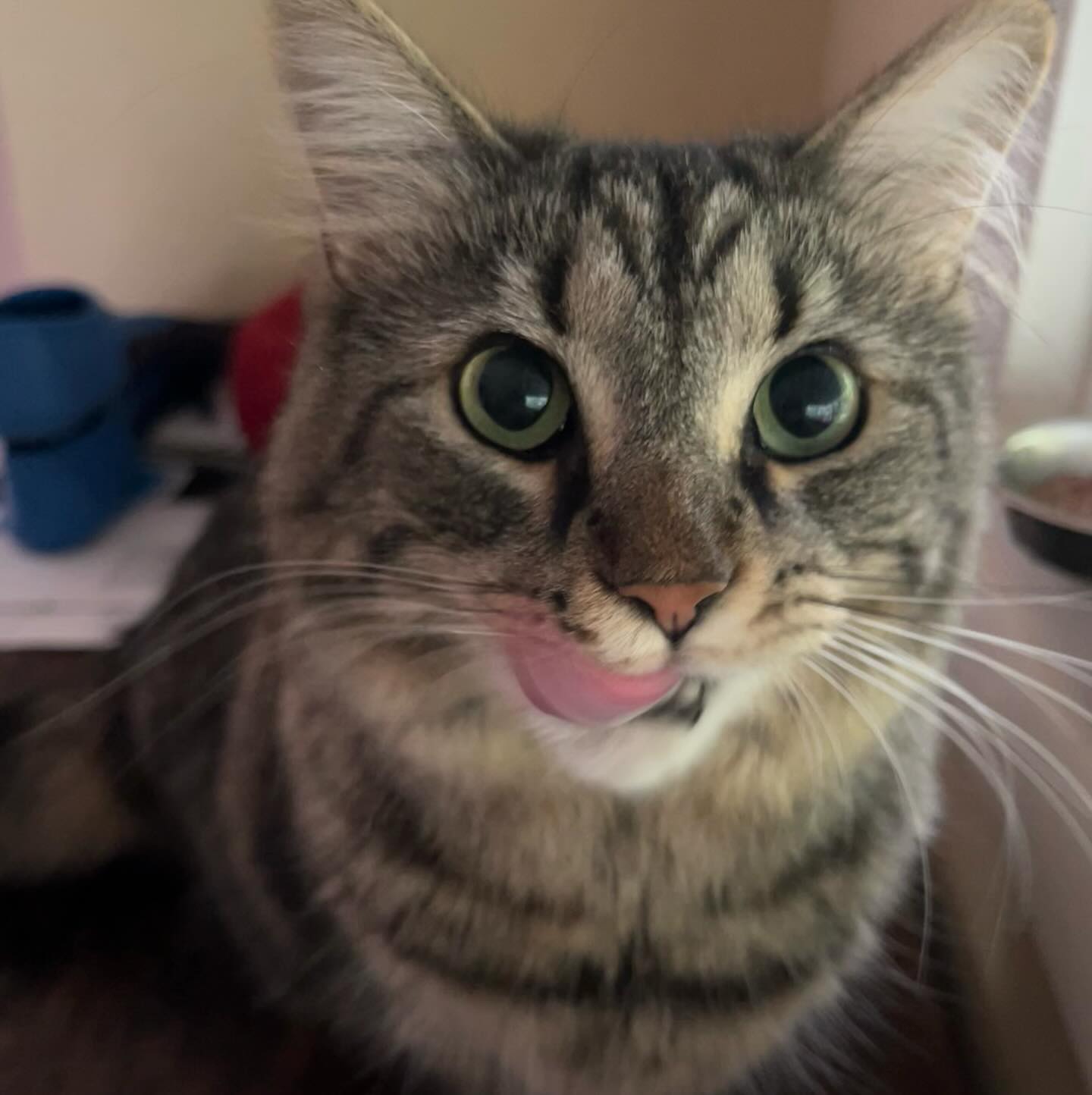 Ivy is licking up all the attention!
#tongueouttuesday #catsitter #richmondindiana #centervilleindiana #47374 #47330 #meow