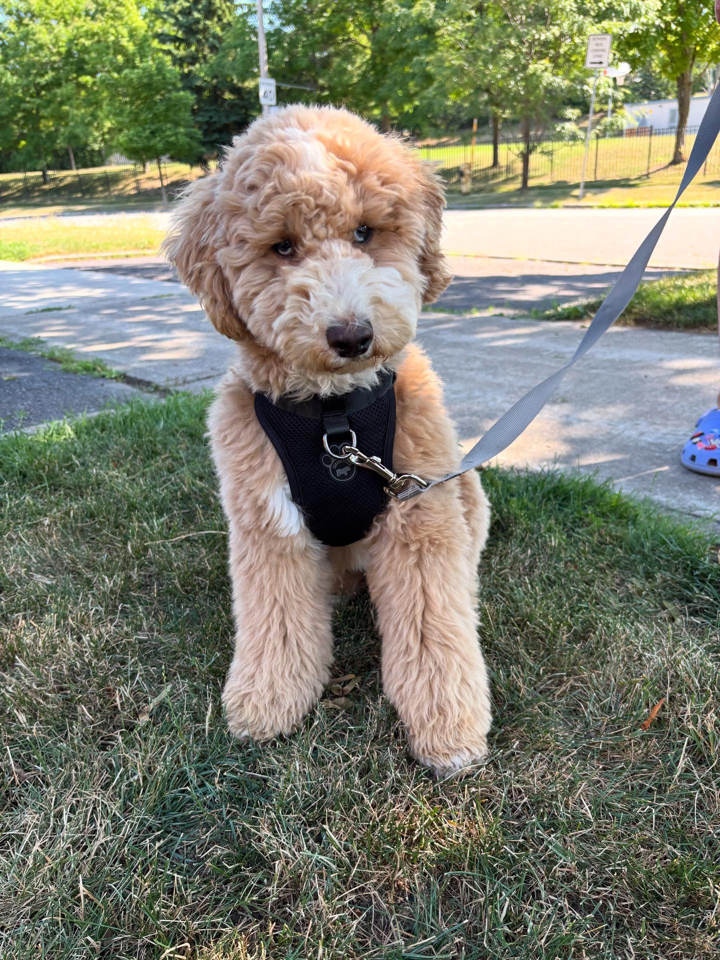 Today Teddy the #aussidoodle graduated his puppy classes. He has an amazing family who loves him and loves working with him. Congratulations Teddy, I look forward to see what you get up.