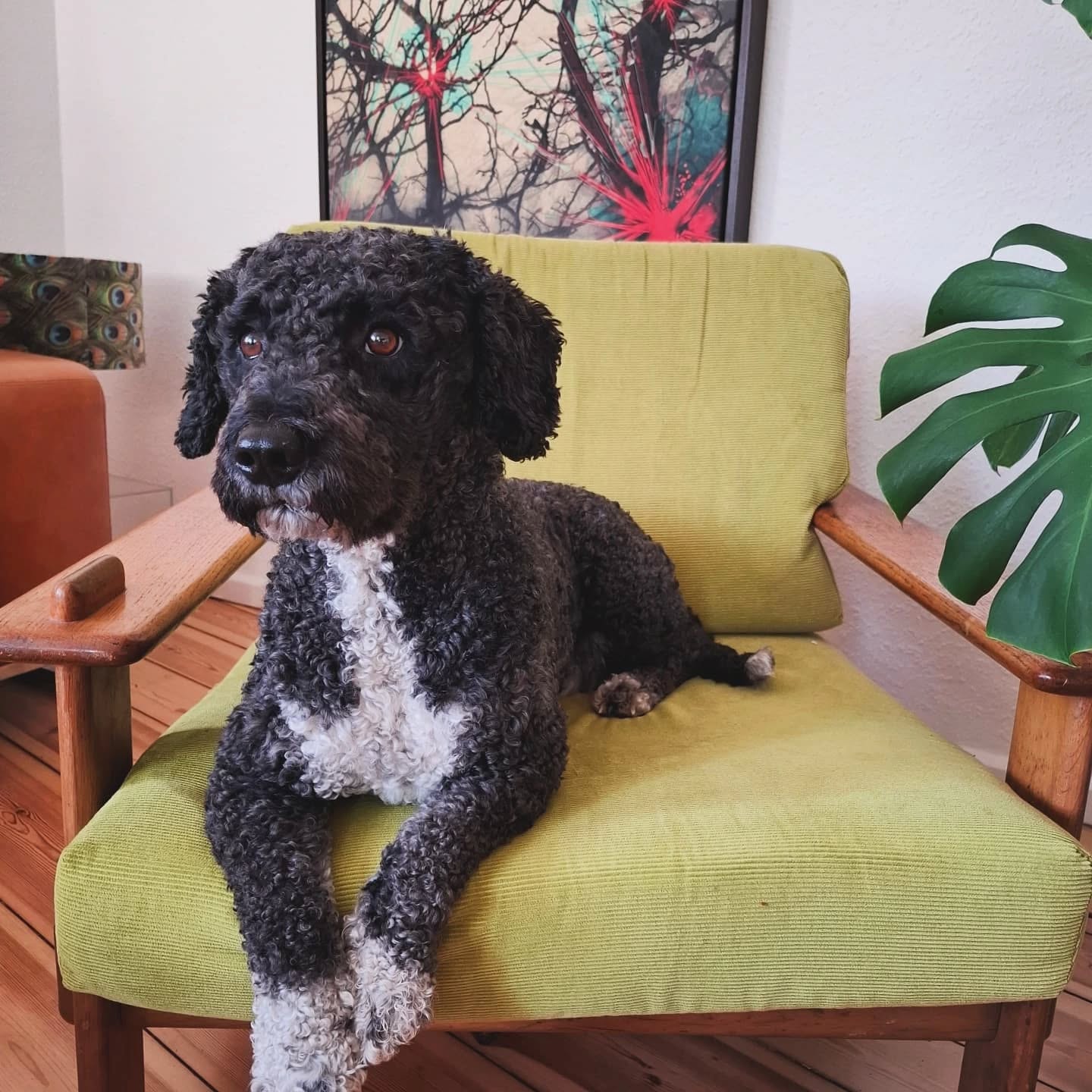 Hi, I’m Umberto 🐶
I came for snacks and belly rubs but ended up caught in a full-blown upcycling fever instead.
One minute it’s a chill dogsitting weekend, the next—scissors, pins, and heated discussions about grainline and seam allowance ✂️🧵
These humans decided to give a vintage chair a second life—draped head to tail in green corduroy.
They called it upcycling. I call it my accidental path to Insta fame.
#urbanerna #nähkurs #nähenlernen #sewingclass #upcycling