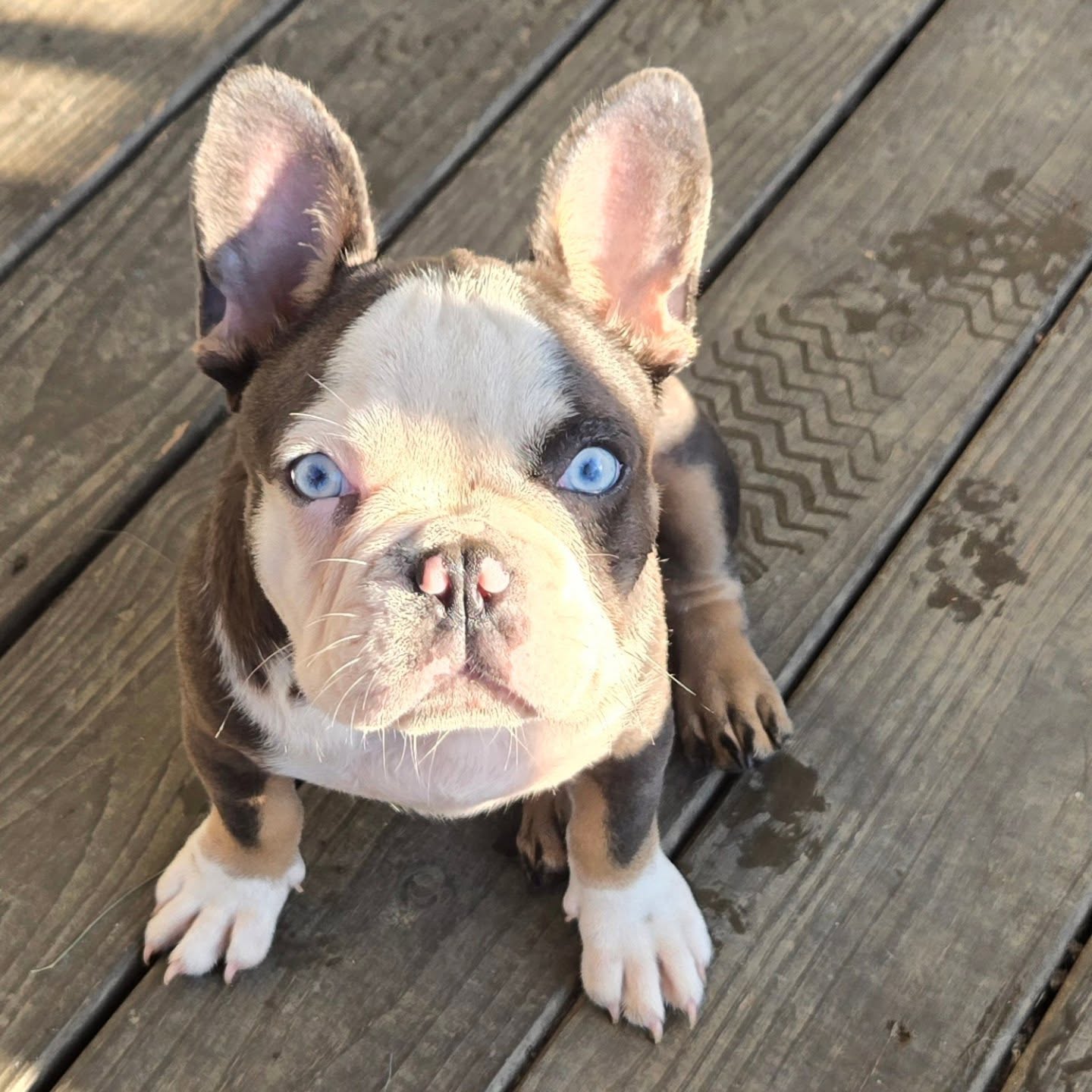 Mr. Minky
Dna🧬packed🩷🍫🦁
4 months
2026 freshman of the year