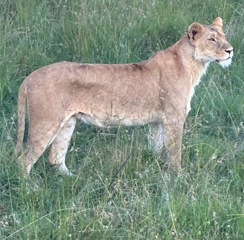 Sunrise on the savannah, coffee in hand, elephants strolling by.
You in the front seat (literally).
I’m taking a small crew to Kenya in Sept 2026—and it’s going to be amazing
Want in? Details are ready now!
📷 Leinbach ( from our June trip!)