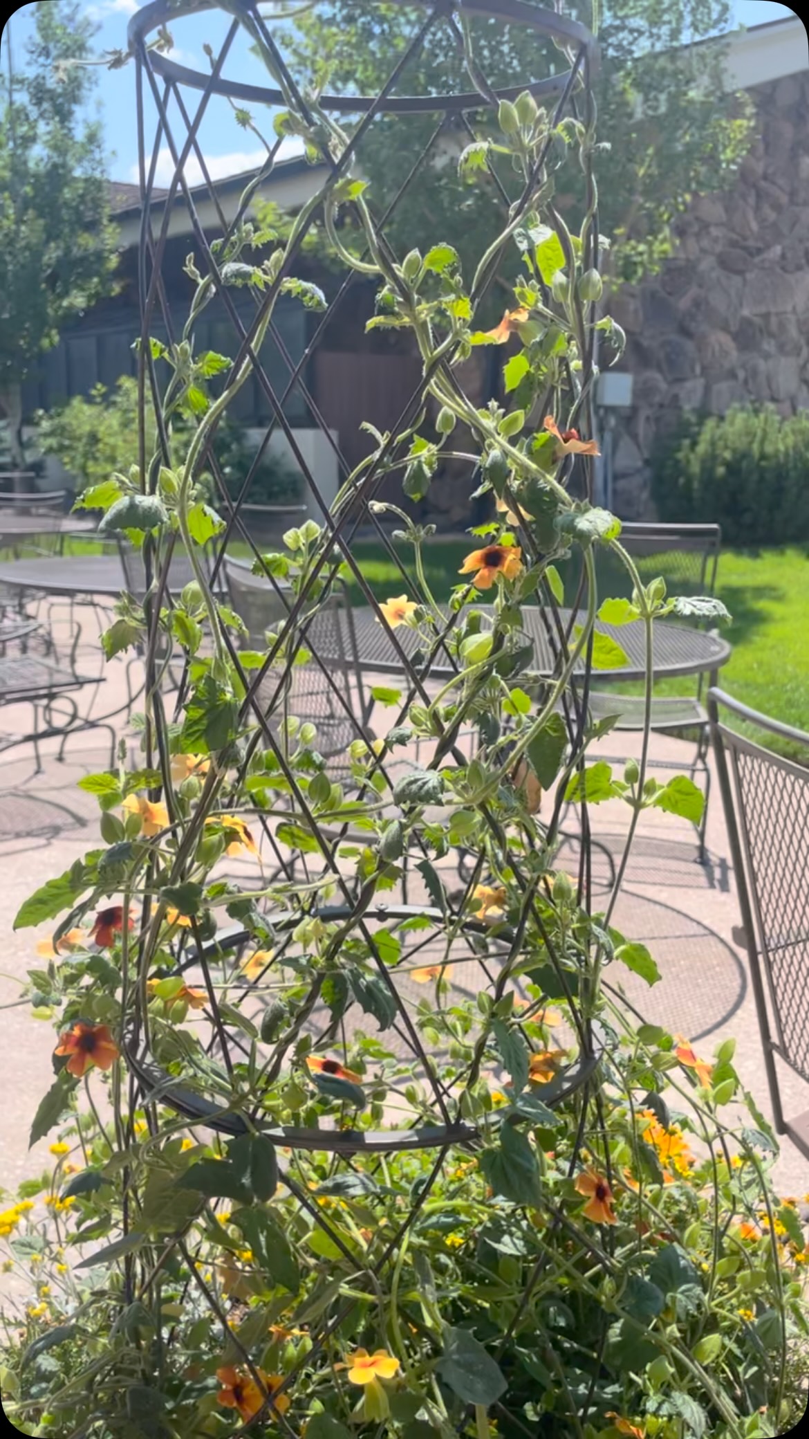 Love this plant-thunbergia (black eyed Susan vine) that fills up trellises so quick-loves the heat -& oh that fun color!!
