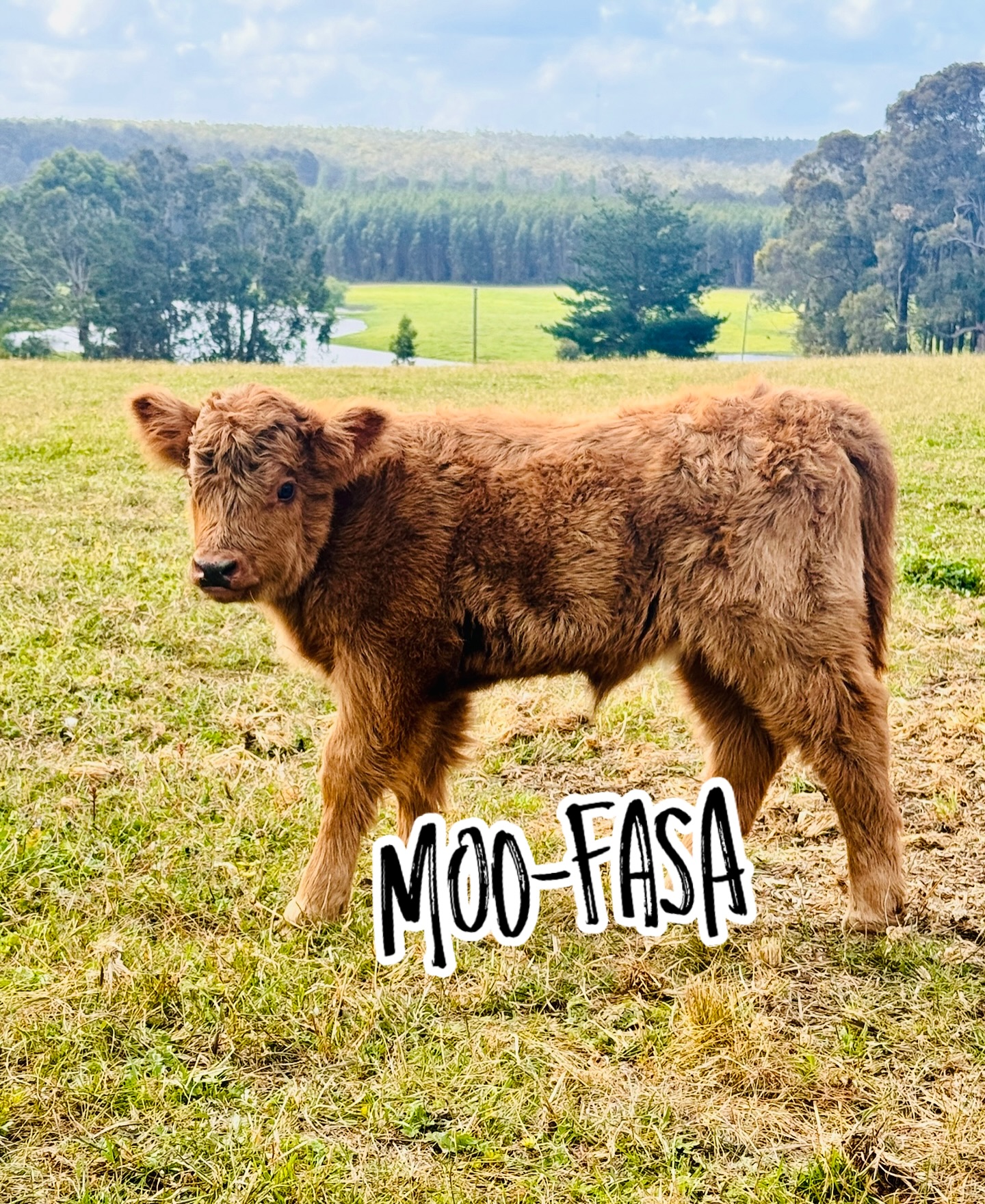 “Moo-Fasa” 🐮🦁 our first highland bull calf - already loves the scratches under his chin too!
Well done @jono_b_goode on this awesome name choice!
#wildinourheart #farmstay #farmstays #highlandcow #hairycoo #experiencenannup #southwestwa