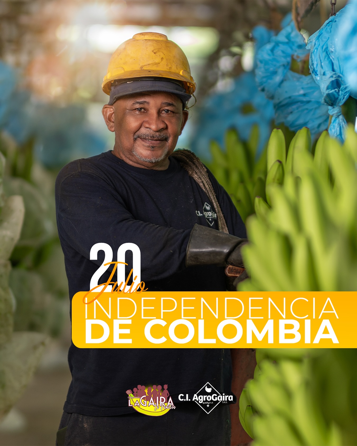 El 20 de julio es más que una fecha en el calendario. Es un recordatorio del valor de nuestras raíces, de las manos que cultivan esperanza y del poder que tiene una comunidad cuando camina junta hacia un mismo propósito.
Aquí, donde el trabajo se vive en familia y el campo se honra con dedicación, la independencia se construye todos los días.
Porque ser libres también es tener la oportunidad de crecer dignamente, de compartir lo que se siembra y de cuidar lo que somos.
💚 Hoy celebramos con orgullo, desde la tierra, desde la unidad, desde lo que nos hace verdaderamente colombianos.
¡Feliz Día de la Independencia!
#20DeJulio #DíaDeLaIndependencia #OrgulloDelCampo #ComunidadQueConstruye #ColombiaSomosTodos #ComercioJusto #Urabá
