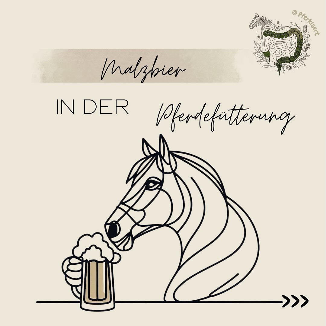 Malzbier wird in manchen Stallkreisen als Belohnung, Appetitanreger oder Energiequelle für Pferde verwendet. Aber ein kritischer Blick lohnt sich.
🔎 Malzbier in Zahlen
Eine Flasche (500 ml) bringt locker 40–50 g Zucker mit – das ist für Pferde ein absolutes No-Go, gerade wenn sie unter Stoffwechselproblemen (EMS, Cushing, Rehe) leiden. Und auch für gesunde Pferde ist das keine Wellnessbehandlung für den Körper.
Einmal zum vergleich, die LUFA zeigten in ihren Heuanalysen vom Jahr 2024 einen durchschnittlichen Zuckergehalt von 9,7g/kg. Das bedeutet 4-5kg Heu entsprechen in etwa 500ml Malzbier.
Was drinsteckt und lieber nicht im Pferd sein sollte:
🍺 (viel) Zucker >40g/500ml
🍺 Reste von Alkohol ca. 1,5g/500ml (ja, wirklich – auch bei Malzbier)
🍺 Kohlensäure
📉 Und: keine echten Vorteile für dein Pferd.
✨ Fun Fact (Spoiler: gar nicht so fun)
Schon 1 Liter Bier am Tag kann bei Pferden negative Auswirkungen haben und das liegt nicht nur am Alkohol. Verdauungsprobleme, Blähungen, Belastung für Leber, Bauchspeicheldrüse und Darmflora – klingt weniger nach Belohnung, mehr nach Problem.
„Aber es ist doch nur ein Schluck...“
Nur: Dein Pferd wiegt vielleicht 500 Kilo, aber sein Stoffwechsel ist hochsensibel. Vor allem kranke, über- und untergewichtige Pferde reagieren auf solche Kleinigkeiten deutlich sensibler, als man denkt. Und „Appetitanregen“ mit Zucker ist ungefähr so sinnvoll wie Zunehmen mit Cola-Light.
🚫 Malzbier ist ein Produkt für Menschen – mit menschlichen Bedürfnissen. Pferde haben ganz andere Anforderungen, besonders wenn es ums gesunde Zunehmen geht.
👉🏻Pferde brauchen: Struktur, Energie aus Faser, Fett, Eiweiß, hochwertige Mineralien.
❌Nicht: Blubberbrause mit Zuckerschock.
Also warum ein industrielles Menschenprodukt geben, wenn es ausreichend artgerechte, pferdegerechte Alternativen gibt?
⬇️in den Kommentaren gehts weiter⬇️