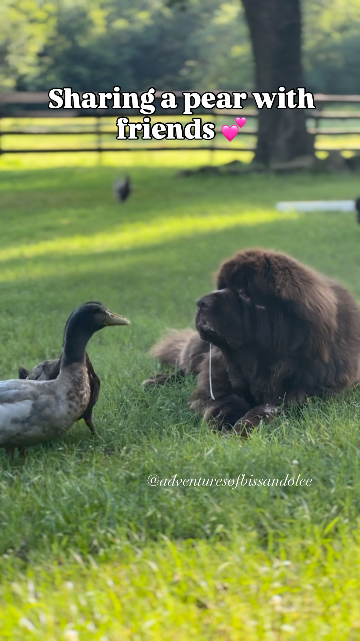 Snacking with friends is Sven’s favorite activity.
#dogsofinstagram #duck #dog #bestfriends