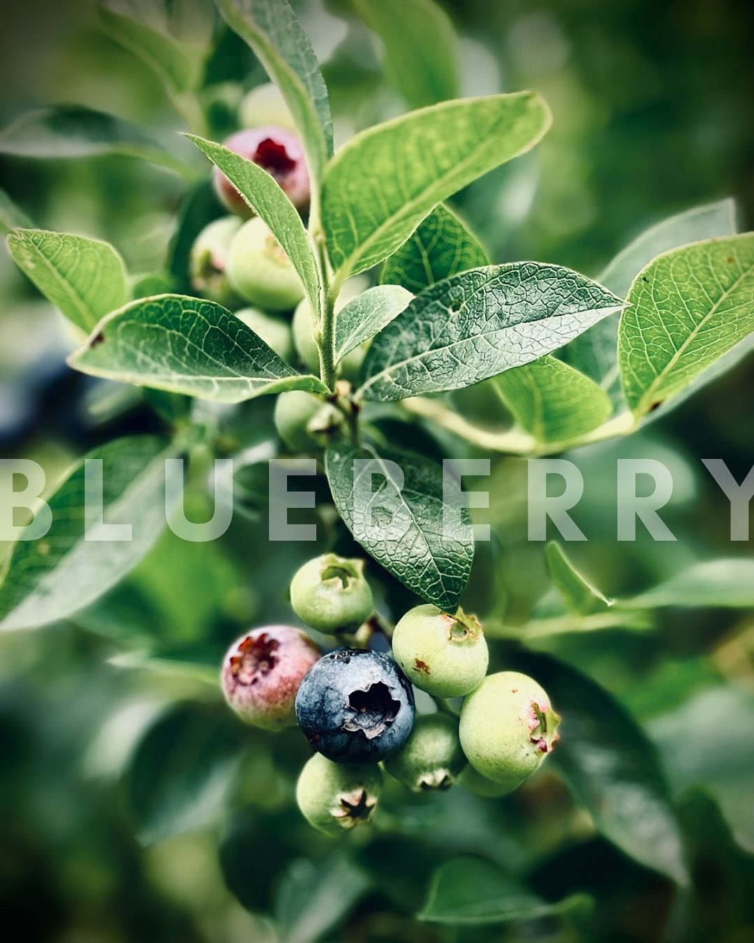 So many generous offerings from the nature during the summer season.
Receiving those sweet treasures with respect and a grateful heart 🫐♥️
#blueberries #nature #aesthetics #artfulliving #fruitlover #summer #healthylife #offerings #gratitude #berries #patience #photography #organic #sweden