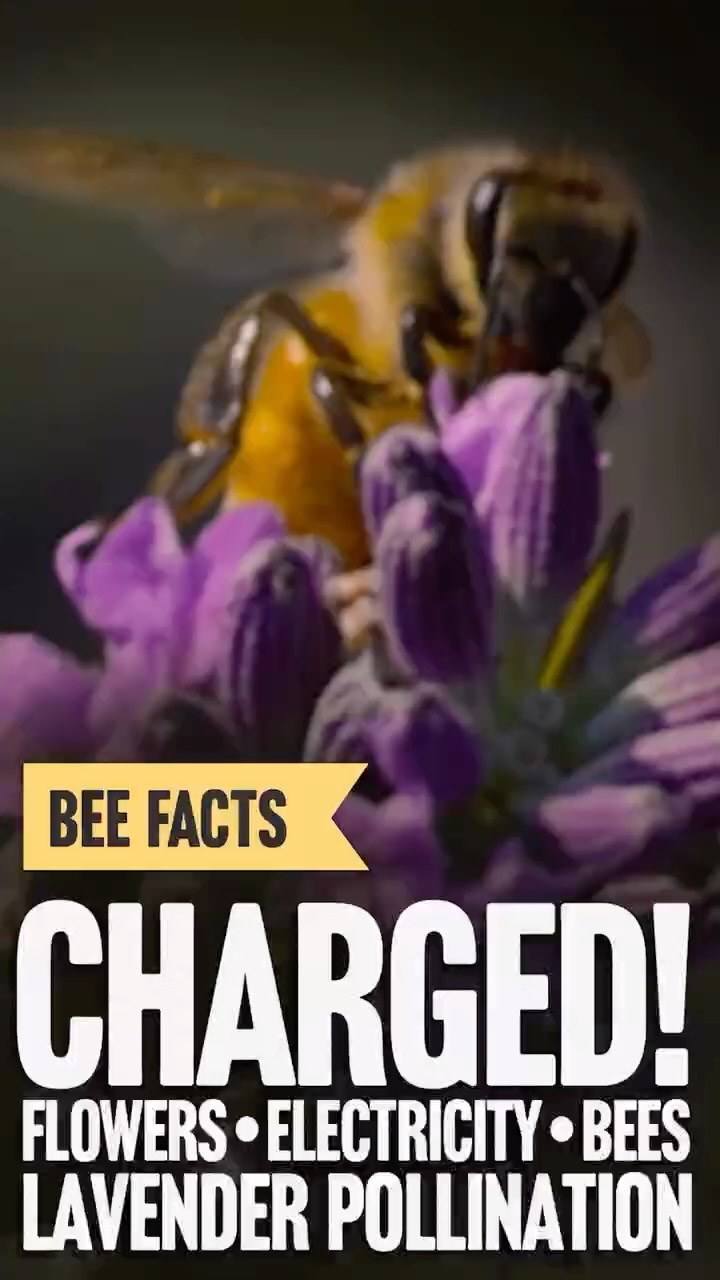 Summer is in full effect and the lavender is in bloom with all its purple glory! Join Grant Stiles on a quick tour at and endless lavender field where the bees are hard at work. How do bees know which flowers contain a reward? #honey #pollinators🐝 #pollination #beehive #apiary #beekeepersofinstagram #bees #savethebees #farming #flowerstagram #summerflowers