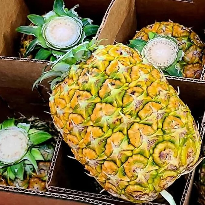 PINK PINEAPPLE!? Yes please! @thefarmpcola
Meet the Pink Pineapple, the
sweetest surprise nature (and a little science) ever dreamed up!
Grown in limited supply, these blush-toned beauties aren’t just pretty, they’re extra juicy, lower in acidity, and have a candy-like taste that’ll make your summer snacks feel fancy.
They’re not dyed or artificially colored, just carefully cultivated to be naturally pink inside.
Think of them as the rosé of pineapples, tropical, trendy, and Instagram-worthy.
Would you try one? Or have you already? Tell us below!