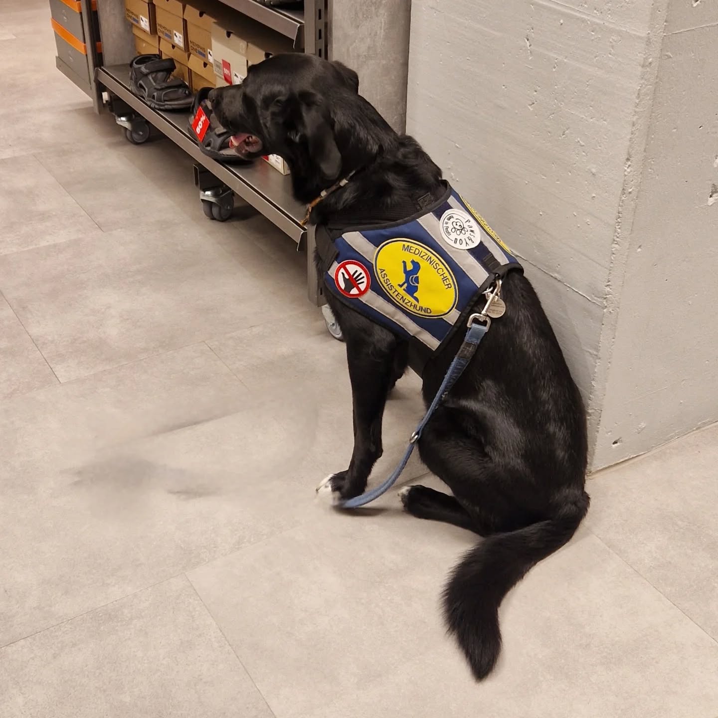 Assistenzhund Yuri macht seine Aufgabe immer noch super 😊🐕🦺👍🏻
#assistenzhundeschweiz #assistenzhundeverein #assistancedog #assistenzhund #assistenzhundeausbildung #vereinfürhilfshunde #vereinpawsandyou #pawsandyou #gemeinnützig