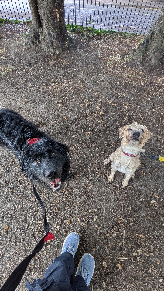 Training with friends!
Esme working on people reactivity, thanks for the hand Maisie! and Delphi working on being around dogs.
Love having help setting up these training scenarios. We all need help in our training journey, if you want a hand please drop me a DM.