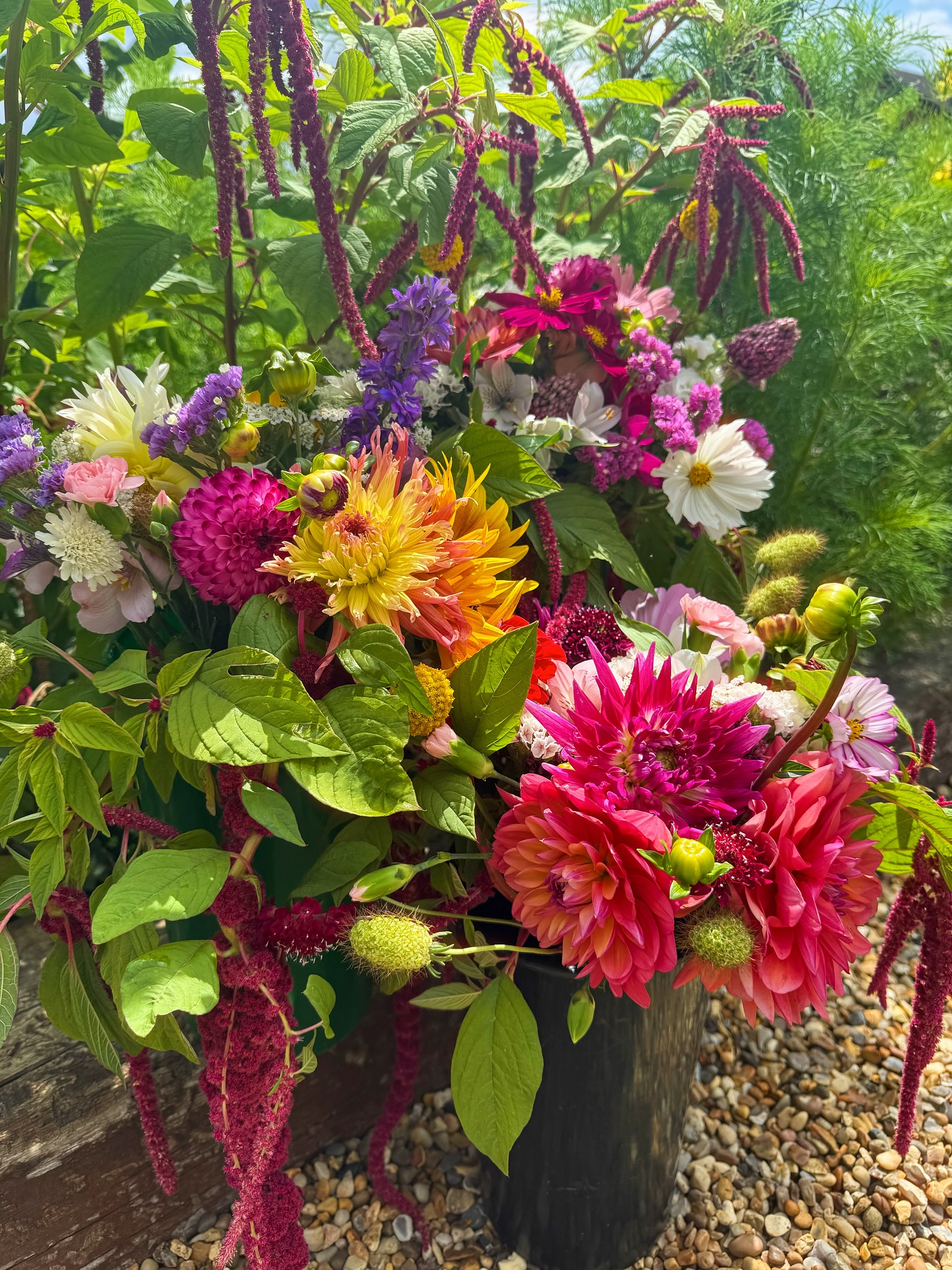 Hot tropical colours with tassels of amaranth
Cactus dahlias, scoop scabious, cosmos & summer cottage garden favourites
Ping-pongs of Craspedia Globosa from @bishybarnabeescottagegarden seeds 💛
Thank you to the lovely ladies who ordered today
#summerflowers #bouquet #cottagegarden #norfolk #sustainablefloristry #southnorfolk #flowerstoyourdoor #dahlia #cosmos #flower #florist #carletonrode #wymondham #norwich #blooms #amaranth #flowersofinstagram