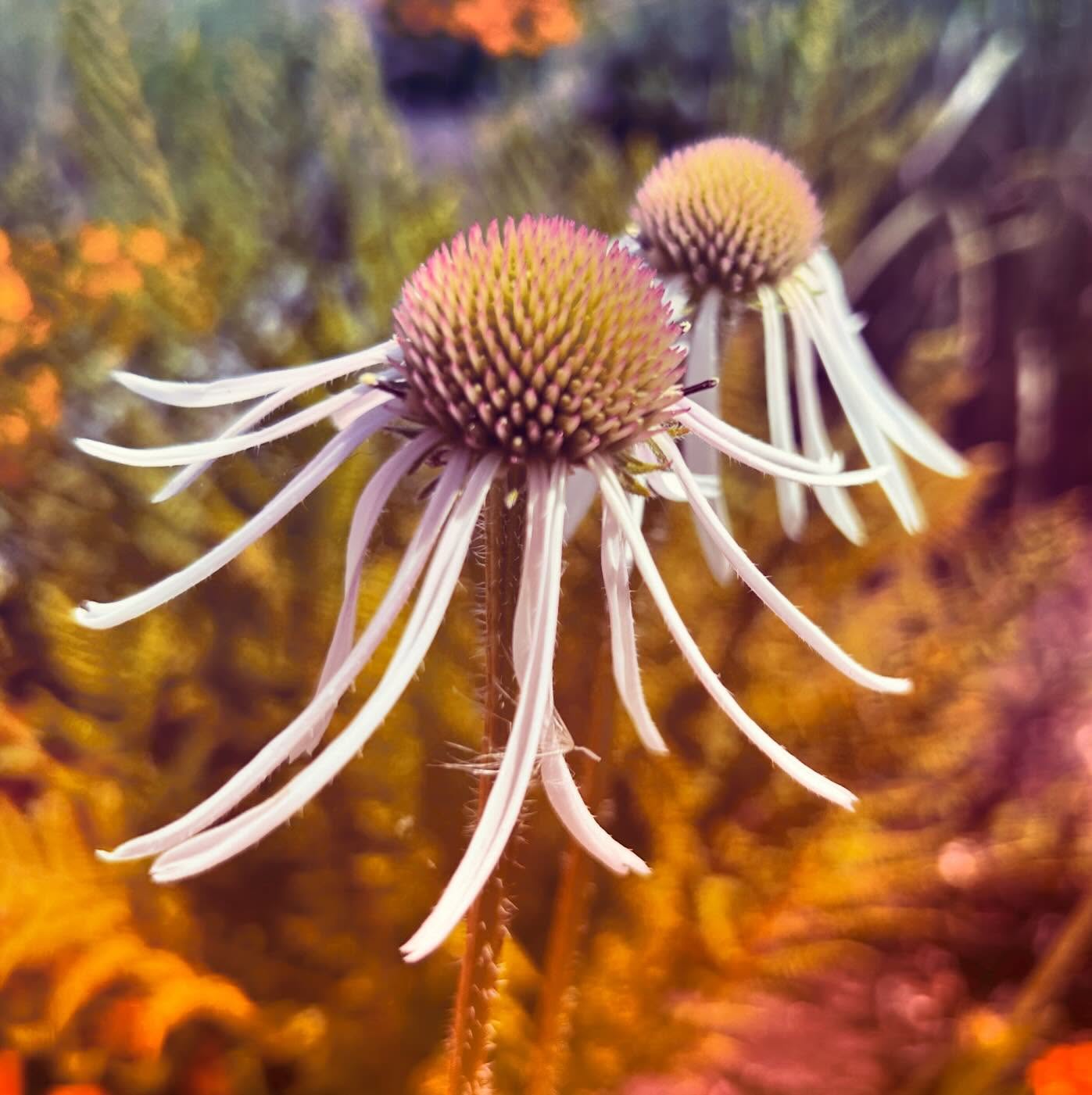 The dorkiest flowers are my favourites.