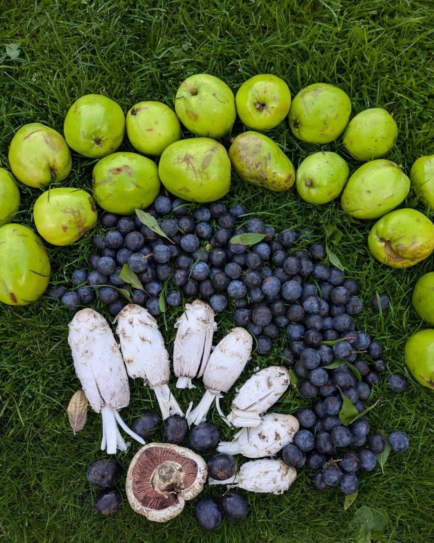 Meet me in Much Wenlock? 🧺🌿
It's only a few weeks until I'm back teaching in the motherland... Buy a ticket and prepare for the best time! We explore the local hedgerows, fields and woodlands looking at a treasure trove of wild foods, natural medicines and ancient relationships. We slow down, listen and learn from the landscape. The last hour is spent feasting on a big wild picnic and drinks. It really is a wonderful few hours.
Don't believe me? Heres a couple of reviews 😃👍
" Lucy's warmth, sensitivity, humour and ability to connect with her audience made foraging engaging and exciting. Foraging with Lucy inspired in me a sense of child-like wonder whilst also reminding me and teaching me about my responsibility toward ecology and the role we have as humans within it."
~
"I went on one of Lucy's foraging workshops today and it was fabulous. Lucy was very entertaining and extremely knowledgeable. She really brought the subject to life.
The lunch made from foraged produce at the end of the workshop was a gastronomic delight. We all went away stuffed!"
🗓️ Saturday the 16th of August
⌚ 10am - 2pm
📍Much Wenlock, Shropshire
🫰£65 pp
🎟️ Book on my website or PM for a link
As part of the @shropshiregoodfood Trail 🙌💚