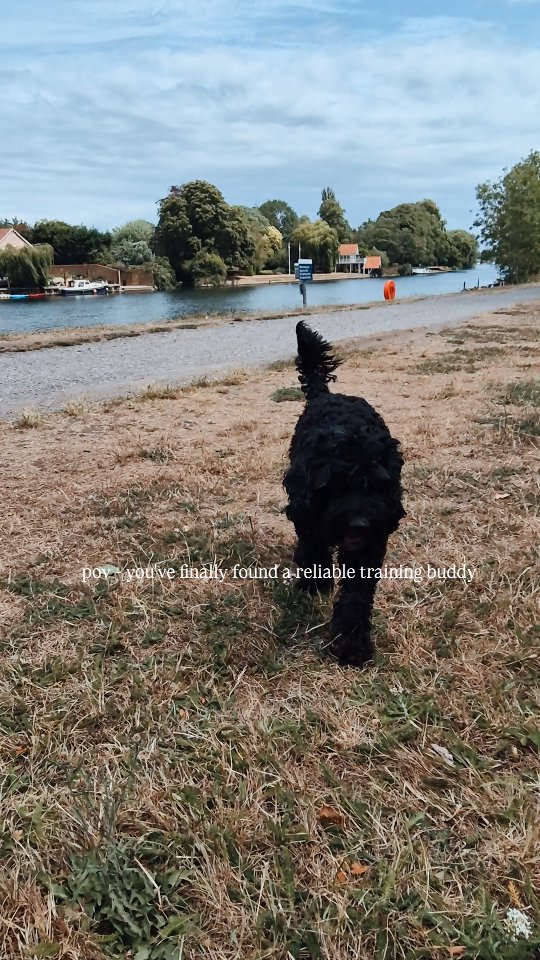get yourself a reliable training partner! 🐾
#triathlon #running #dogsofinstagram #giveitatri #london
