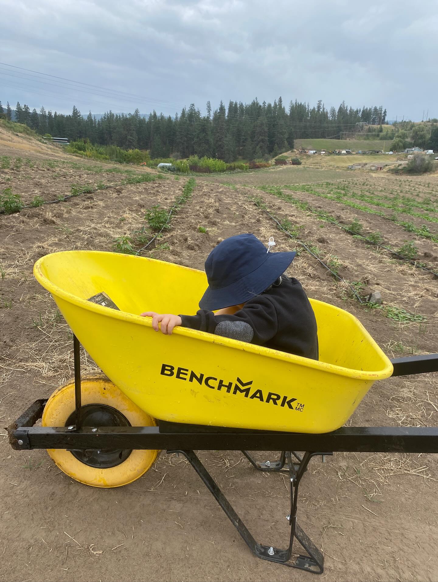 Bringing this little man to the farm is the absolute best. A few laps in the wheelbarrow and it’s like we just left Disneyland. Fields are looking good - a bit slower than usual but we hope to make some time up over the coming weeks!