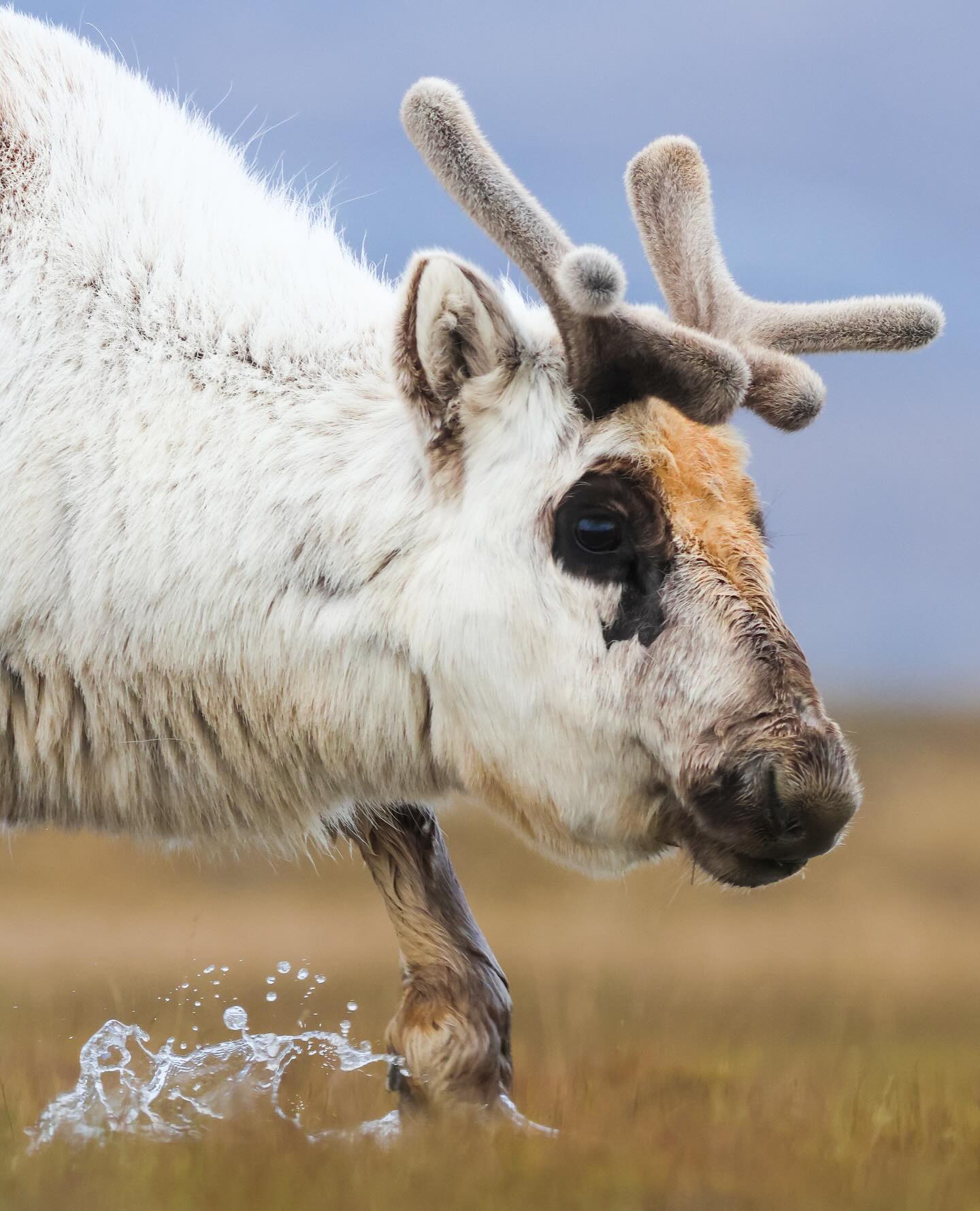 A Svalbard reindeer from my recent Arctic Adventure photo tour in June. Found all over Svalbard, from mountains to coastline and even town centres, these endearing deer are a popular subject but often a challenge to capture in interesting ways. As the snow melts, they come to freshly-formed ponds to drink and bathe, allowing for some more action-filled portraits as they splash about.