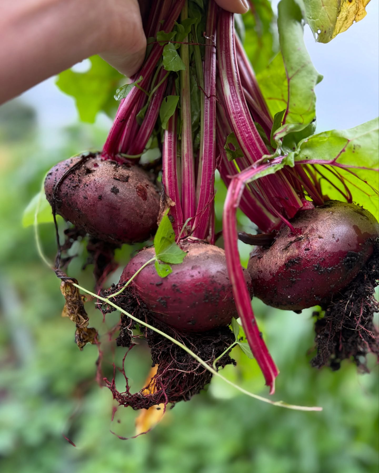 🌿💜 Beautiful Beetroot Alert!
Our garden is bursting with colour — just look at these gorgeous, organic beets! 🥰 Grown with care, love, and no chemicals, this beetroot is as fresh and vibrant as it gets.
From garden to plate — it’s all about healthy living and community joy at International Garden 🌱🌍
#OrganicBeetroot #GardenHarvest #FromTheSoilUp #CommunityGarden #FreshAndHealthy #InternationalGardenCork #HomegrownGoodness