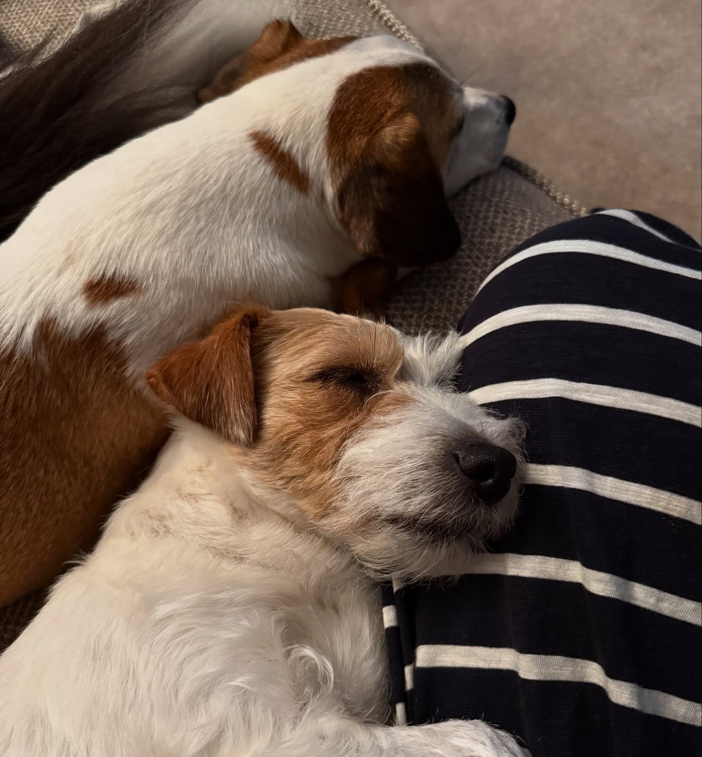 Best lapdogs ever 🥰🐶
#lapdogs #jrt #jackrussellfan #jackrussellterrier #jackrussell #cute #sleepydogs #jackcambjrt
