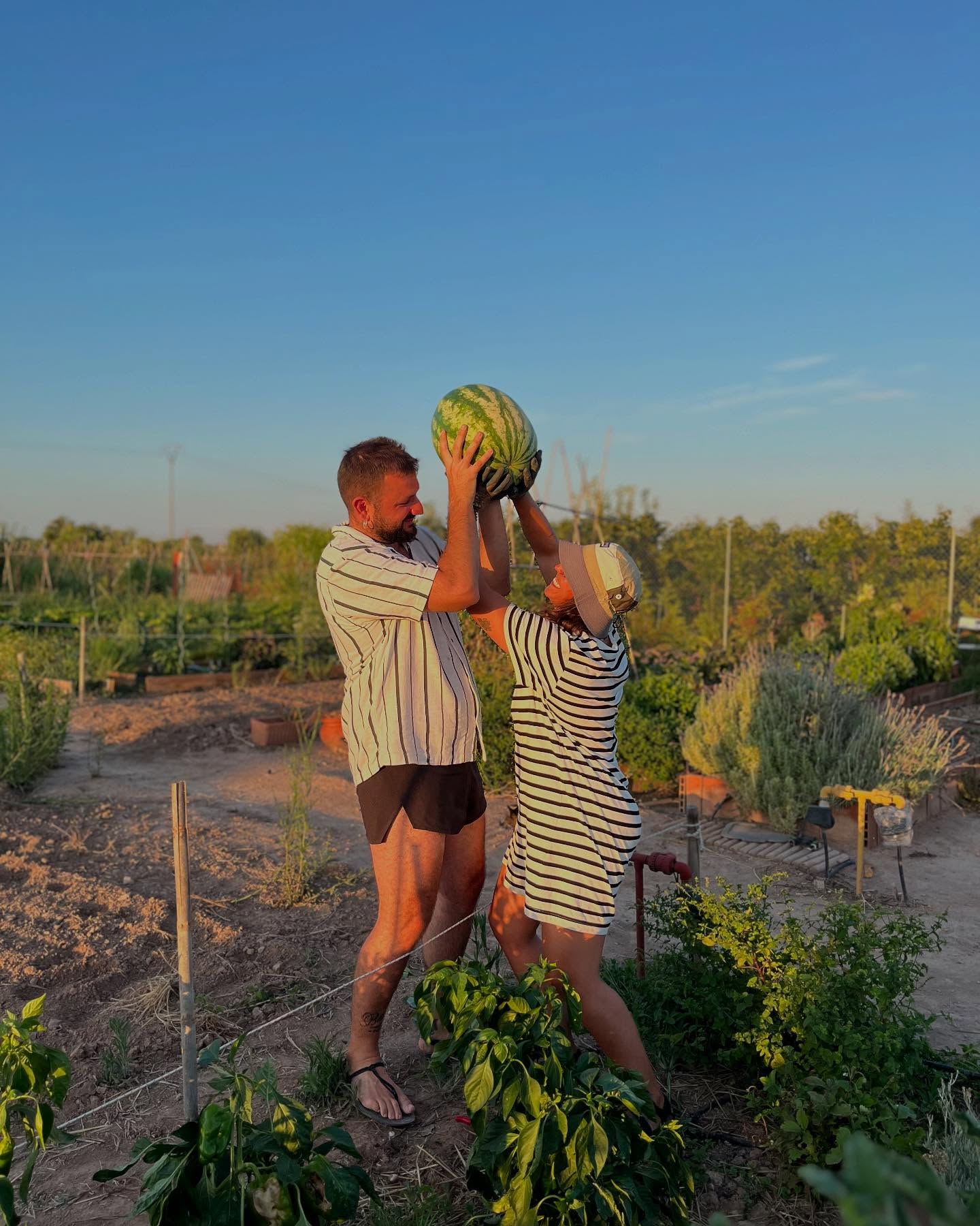 A @cheterreta se viene a cosechar y a hacer peso al mismo tiempo 😂.
Un aplauso para este par por haber cosechado la sandía más grande de lo que va la temporada. 11.5kg💪🏻
Aún quedan cosechas… alguien los superará??? 😮