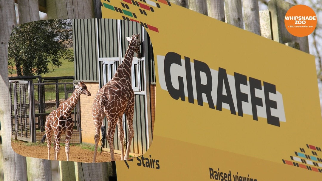 Visit the Giraffes at Whipsnade Zoo 🦒
Stylo collaborated with @zslwhipsnadezoo on a series of signage projects across various animal habitats—beginning with the giraffe enclosure.
The signage, made from waterproof vinyl on durable Dibond, was built to be long-lasting and withstand outdoor conditions. We’re really happy with how it turned out😁
#WhipsnadeZoo #GiraffeEnclosure #ZooSignage #DurableSignage #OutdoorDesign