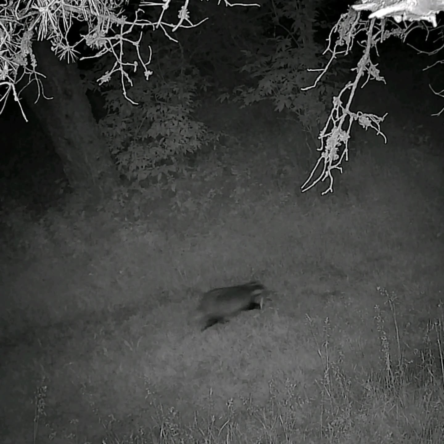 🐾 Petites créatures, grandes surprises
On les soupçonne plus qu'on ne les voit...
Entre les terriers fraîchement creusés et les traces discrètes au bord du chemin, on devine leur présence. Mais sans preuve, on finit presque par se demander : est-ce qu’ils sont vraiment là… ou est-ce qu’on s’invente des histoires ? 😅
Heureusement, notre piège photo veille au grain 📸
Et voilà : un blaireau en vadrouille nocturne, bien réel, bien poilu. Ça fait plaisir de pouvoir mettre un visage sur ce terrier qu’on croise régulièrement !
#WildlifeWeek #Nature #VieSauvage #CameraTrap #WildlifePhotography #FauneSauvage #NatureLovers #Ecotourism #Biodiversité #WildlifeEncounters #NatureProche #AnimauxSauvages #IntoTheWild #ForêtVivante #FauneLocale #EcoTravel #WildBeauty #RencontresSauvages #France #Lanarce #Ardèche #MontageArdéchoise #Badger #Blaireau #Hare #Lièvre #Rabbit #LapinGarenne