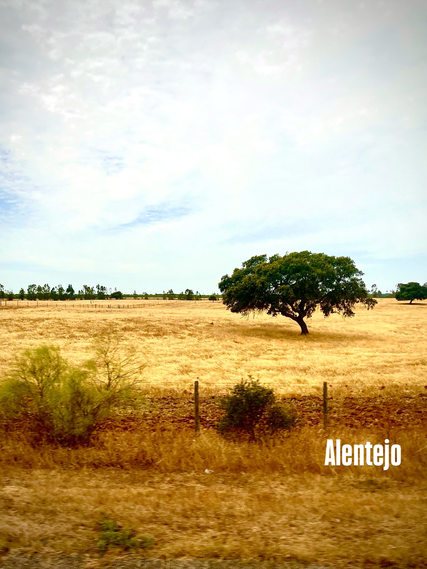 Divine Surrendering
Quite apt.
Today I fly back to the UK after nearly two months in Italy and Portugal. I left the Alentejo, where I'd been staying with friends on their beautiful land, remote, embraced by nature's womb. I get on a train to Lisbon. My flight isn't until the evening. I was looking forward to finding a quirky Lisbon café and whiling away the hours there. As I was arriving in the city though something nudged me.
Look at your boarding pass. Have I indeed got the right time?
Yes. The time of my flight is spot on. 18h40.
But it's from Faro not Lisbon.
Slight swell of panic rises within.
I'm nearly 3 hours away now.
Divine Surrendering.
I get off the train at an earlier stop that has train and bus options. I look at Uber. £169. That's my worst case scenario. I'll make the flight.
I have my health, freedom. There is no problem.
I look at my options.
There's a Flixbus in 20 minutes. From the station I was meant to get off at. I consult with a taxi driver. No way of getting there on time now.
Oh the irony.
I go to the information booth.
No train will get me there on time.
I go to the coach station.
Bingo.
Ten minutes later I'm on a coach.
We traverse the country, essentially the route I just did by train
Oh the irony.
Divine Surrendering.
For some reason this is how it is to be today.
I make the most of my time and follow my impulse.
I write in my diary.
I read previous entries.
I write some more.
I integrate.
Returning home is always a moment of reckoning.
And most of all, I plan.
I am ready to take things to the next level with my work, my offerings, my calling.
It feels amazing. Peaceful and powerful.
I look up web designers, photographers, videographers, brand and social media strategists. Recording options. Paths that may welcome me further down the line. Options. Routes unfolding.
It is time to record. To bring my workshops to the light. To offer 1:1 mentorship. To bring my healing music to ceremonies, retreats, concert venues. It is medicine. The world is crying and bleeding and we need healing. I'm not a politician or a doctor. I AM a musician.
I AM a medicine woman.
Aho.