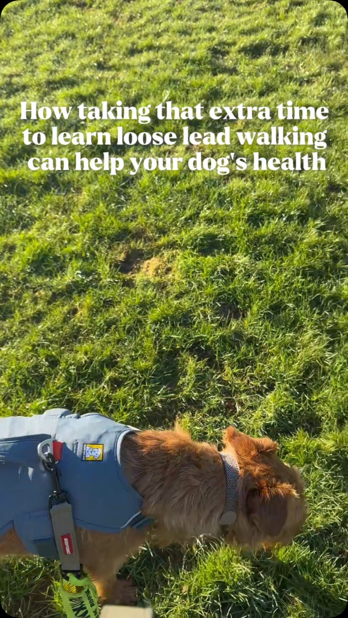 Does your dog pull on the lead? It could be quietly affecting their long-term joint and muscle health—especially if they’re recovering from an injury.
As a veterinary physiotherapist, I often see dogs with stiff necks, tight shoulders, and early joint problems. A common contributing factor is years of lead tension.
When a dog pulls, it changes their natural movement. Research on canine gait shows that even small alterations in stride increase the load on the front limbs, leading to:
- Overworked muscles in the neck and shoulders
- Extra strain on elbows and carpi (wrists)
- Compensatory tension through the spine and hips
For a healthy dog, this can gradually build into chronic discomfort. But for a dog recovering from an injury or surgery, pulling on the lead can undo progress, delay healing, and even create new issues in other parts of the body.
Teaching loose lead walking isn’t just about making walks easier—it’s preventative care for their musculoskeletal system, keeping them comfortable and supporting safe recovery after injury.
How does your dog walk on the lead? If they’ve had an injury, did you notice their movement change after pulling?
I’d love to hear your experiences in the comments.
#veterinaryphysiotherapy #caninehealth