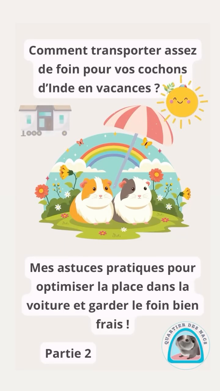 🚗🐹 Organisation des vacances – Partie 2 : Le Foin !
Préparer suffisamment de foin pour toute la durée des vacances, sans encombrer la voiture, c’est possible ! 🌾
Dans ce réel, je te montre ma technique pour gagner un maximum de place :
1️⃣ Je remplis mon sac container de foin (une quantité suffisante pour tous les jours).
2️⃣ Je le referme soigneusement.
3️⃣ Je le place dans un sac sous vide, puis j’enlève tout l’air à l’aide d’une pompe ou d’un aspirateur.
Résultat : un énorme gain de place dans le coffre !
Une fois arrivé, il suffit d’ouvrir le sac pour laisser respirer le foin et éviter toute moisissure.
✨ BON PLAN : Les sacs à foin containers Quartier Des Nacs arrivent bientôt sur le site !
En attendant, tu peux demander un devis pour en avoir un en avant-première.
➡️ Rendez-vous dans la partie 3 : je te montre comment organiser les légumes pour les cochons d’Inde en vacances !
Pense à t’abonner pour ne rien manquer et à partager ce réel pour aider d’autres amoureux de NACs.
Prenez soin de vos animaux avec Quartier Des Nacs ❤️🐰🐶🐹
#cochondinde #bienetreanimal #animauxdecompagnie #lapinou #guineapiggies #vacancesanimaux
